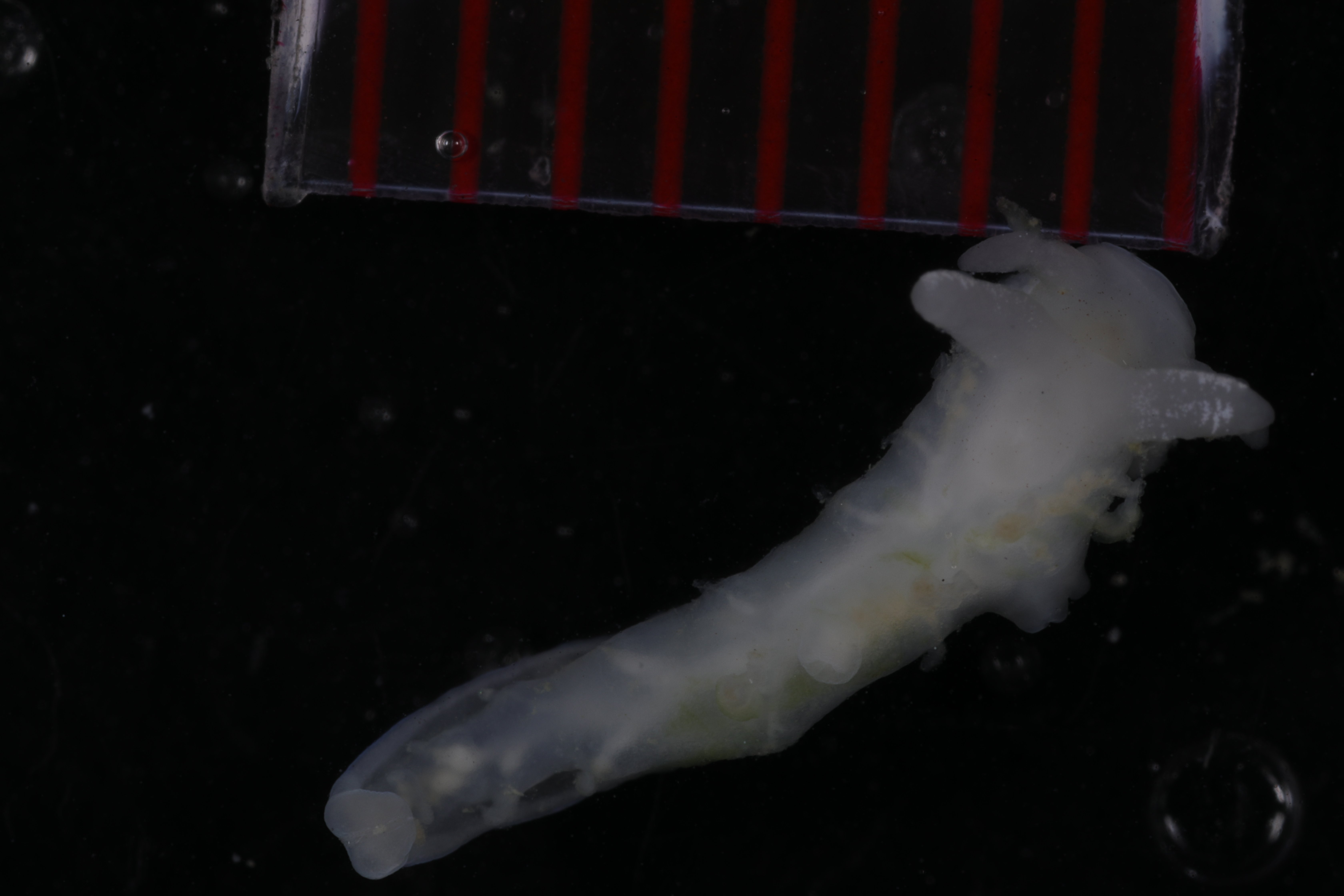 Specimen media