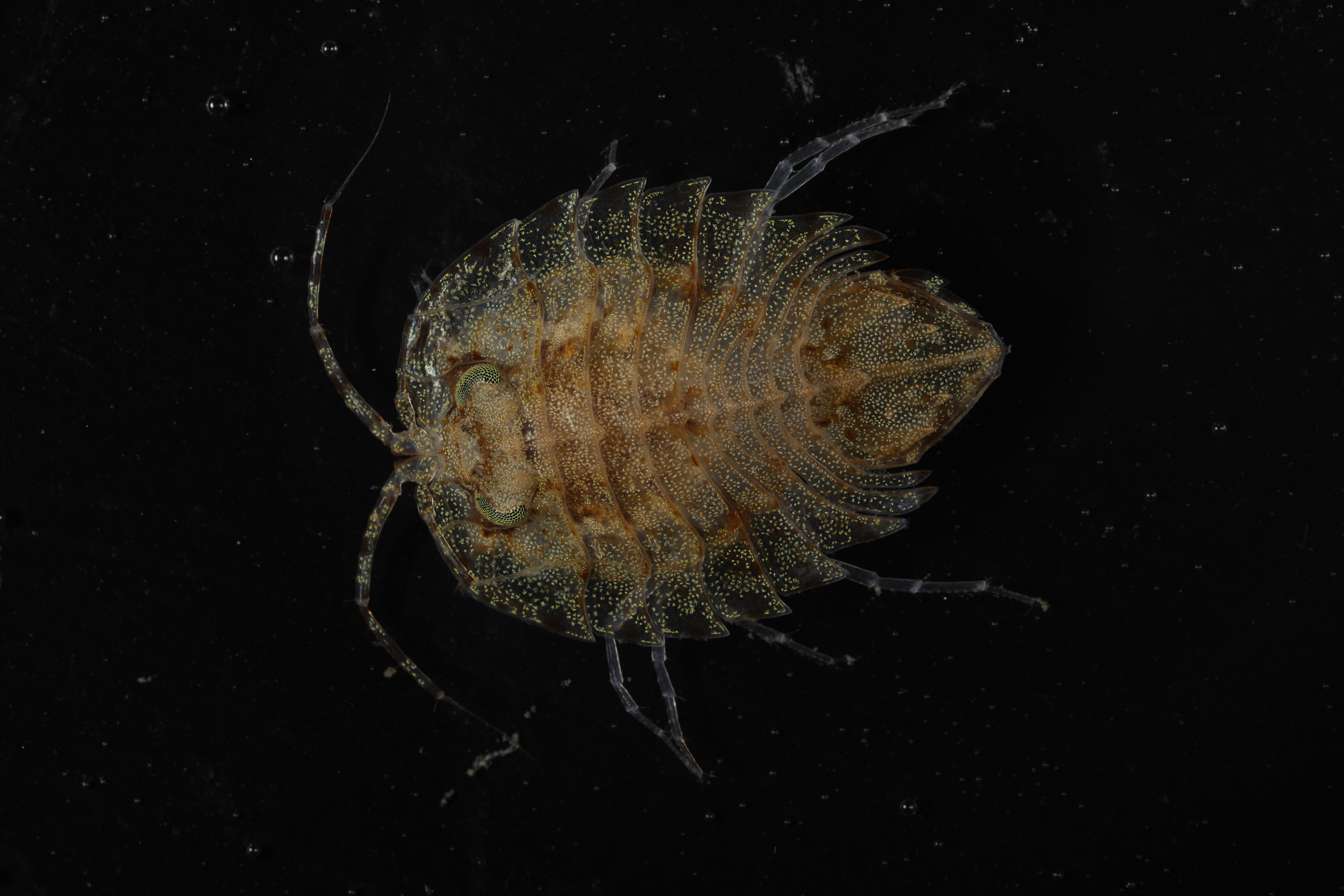 Acutiserolis gerlachei