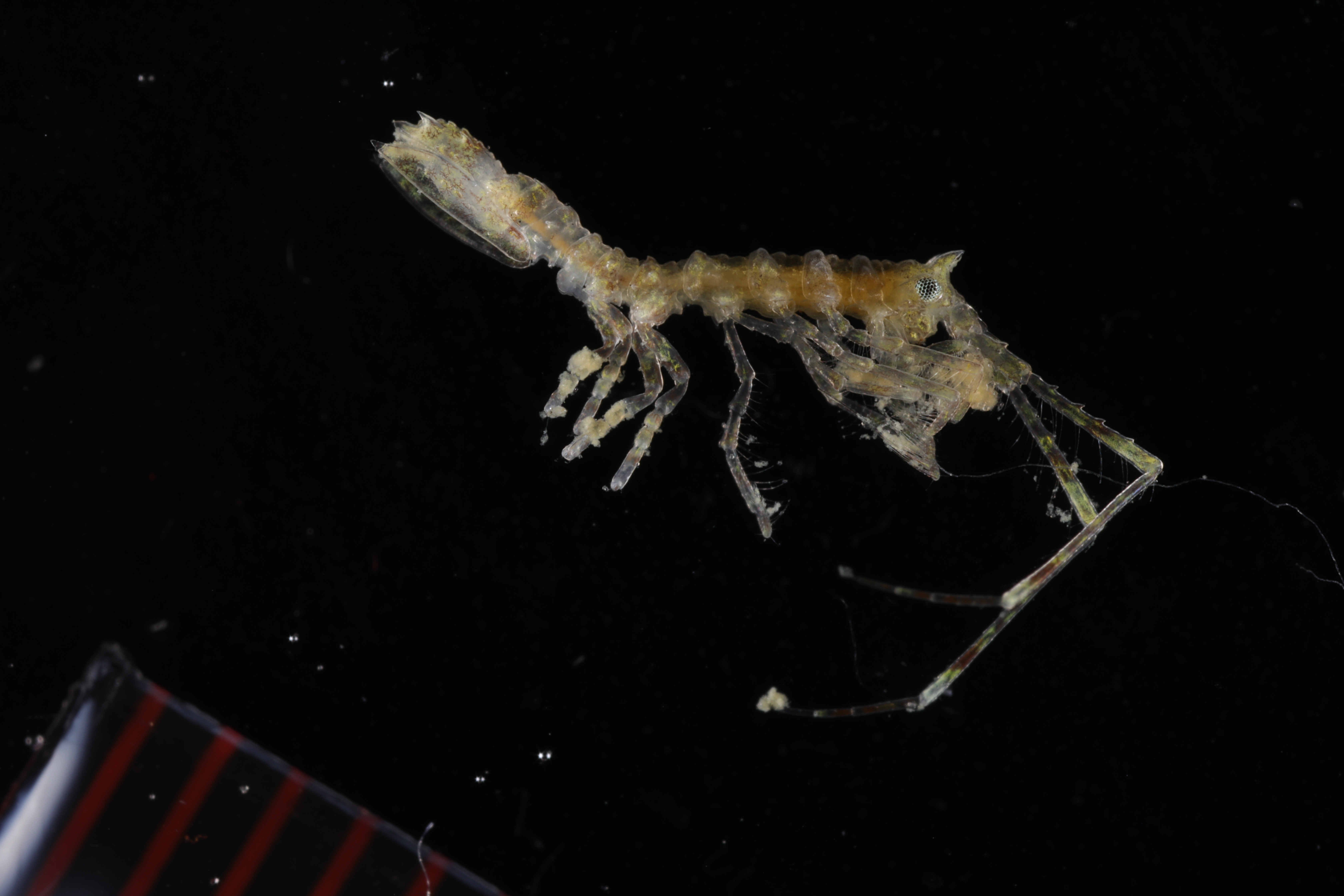 Specimen media