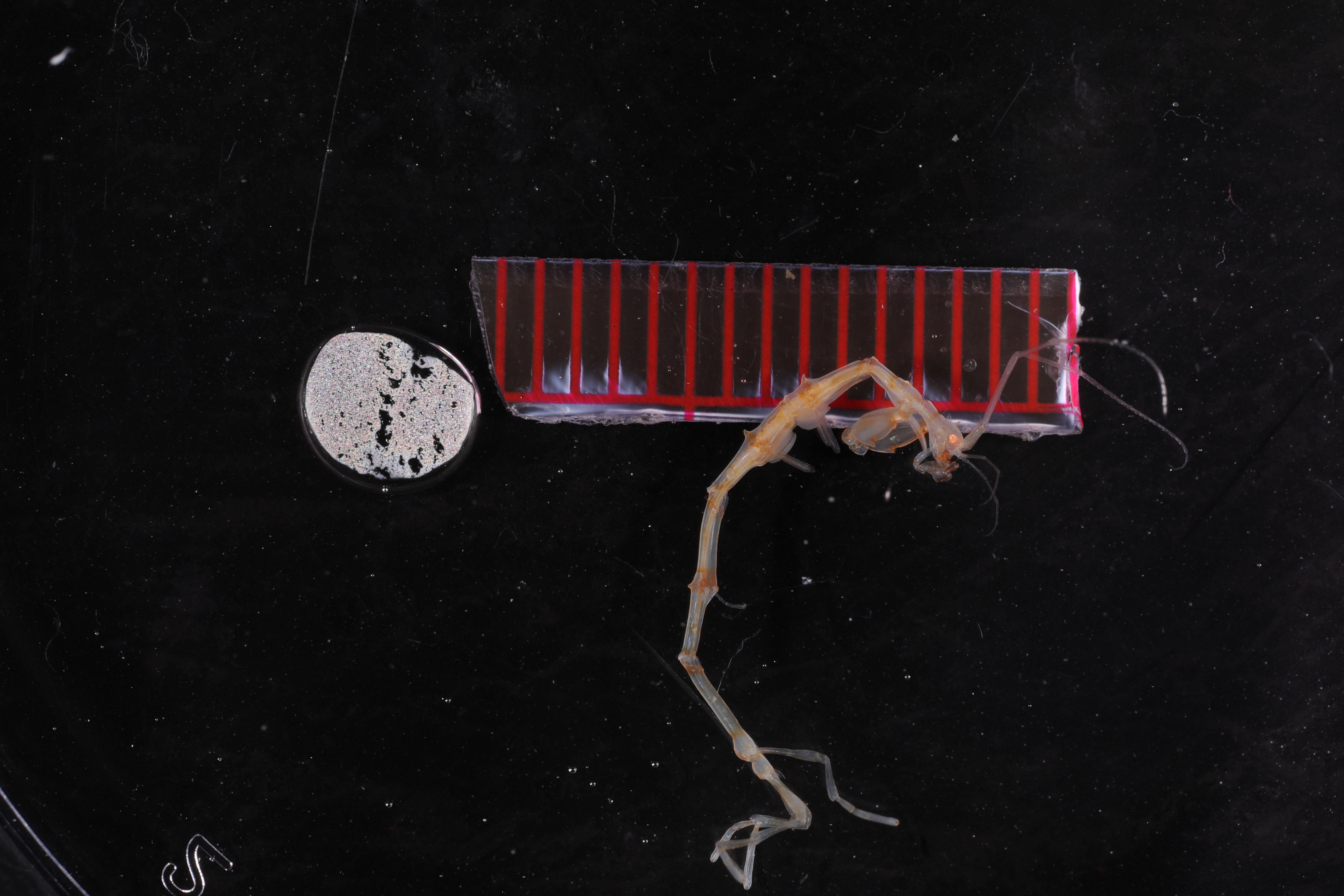 Specimen media