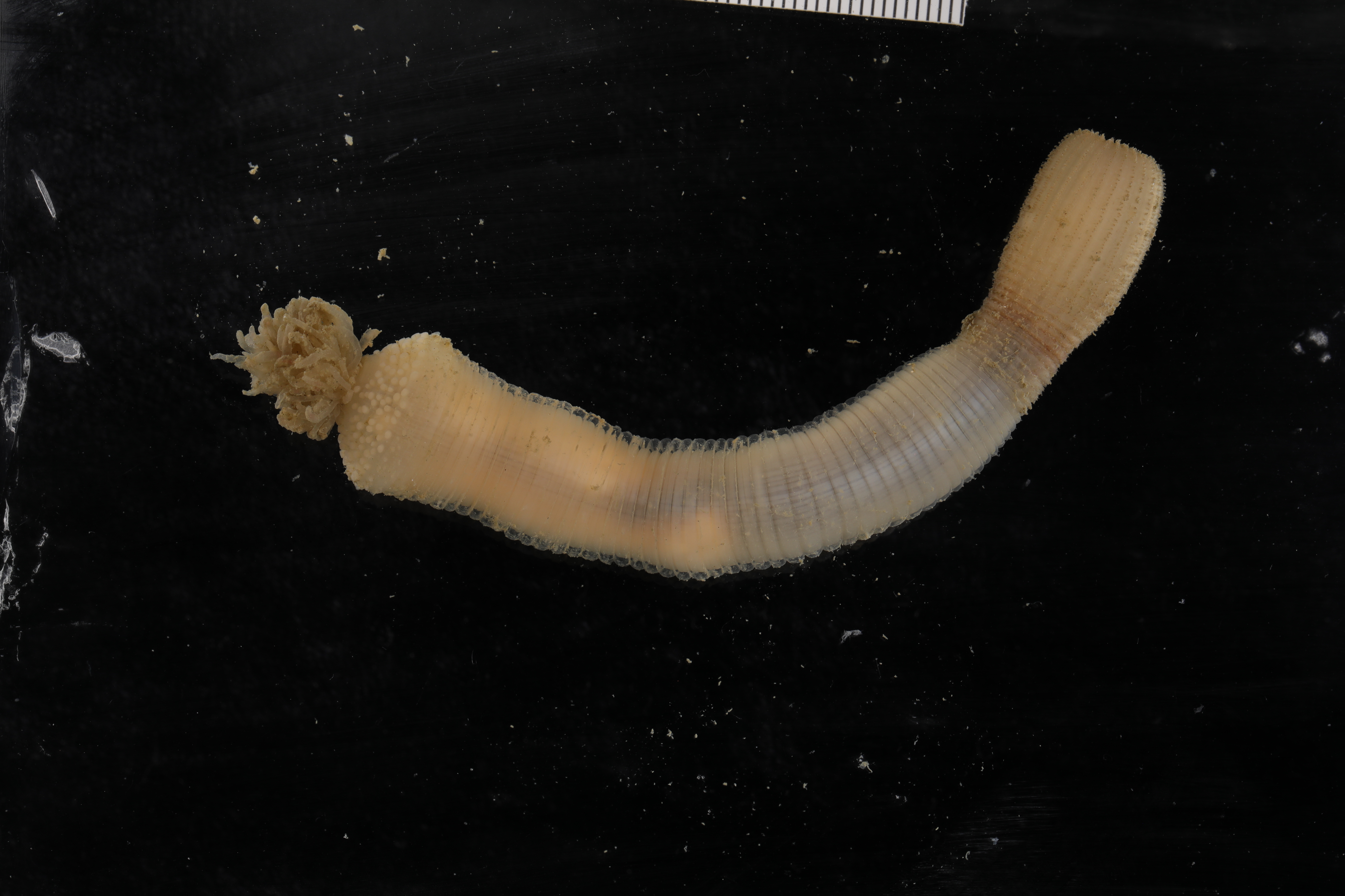 Priapulus tuberculatospinosus