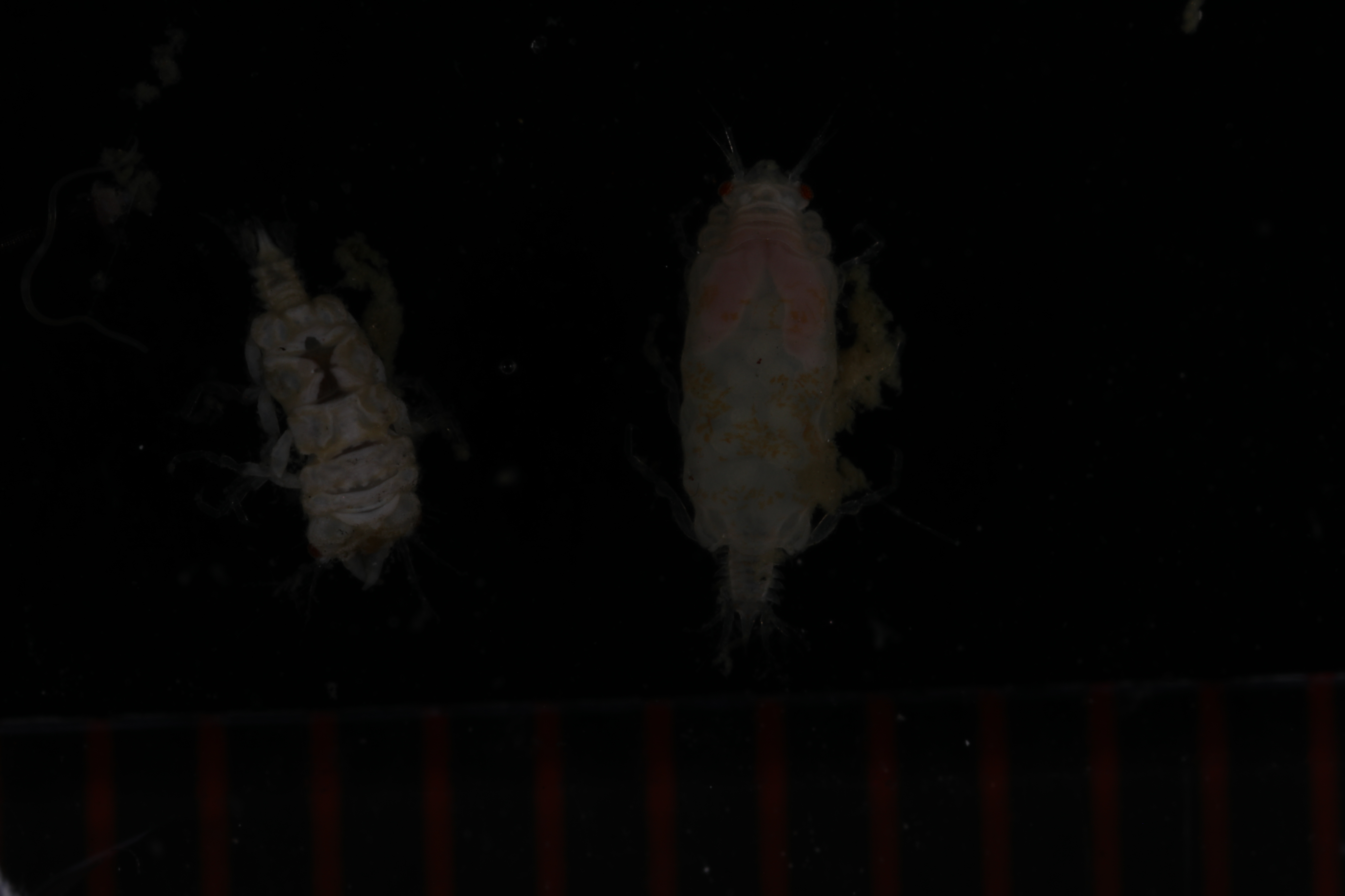 Specimen media