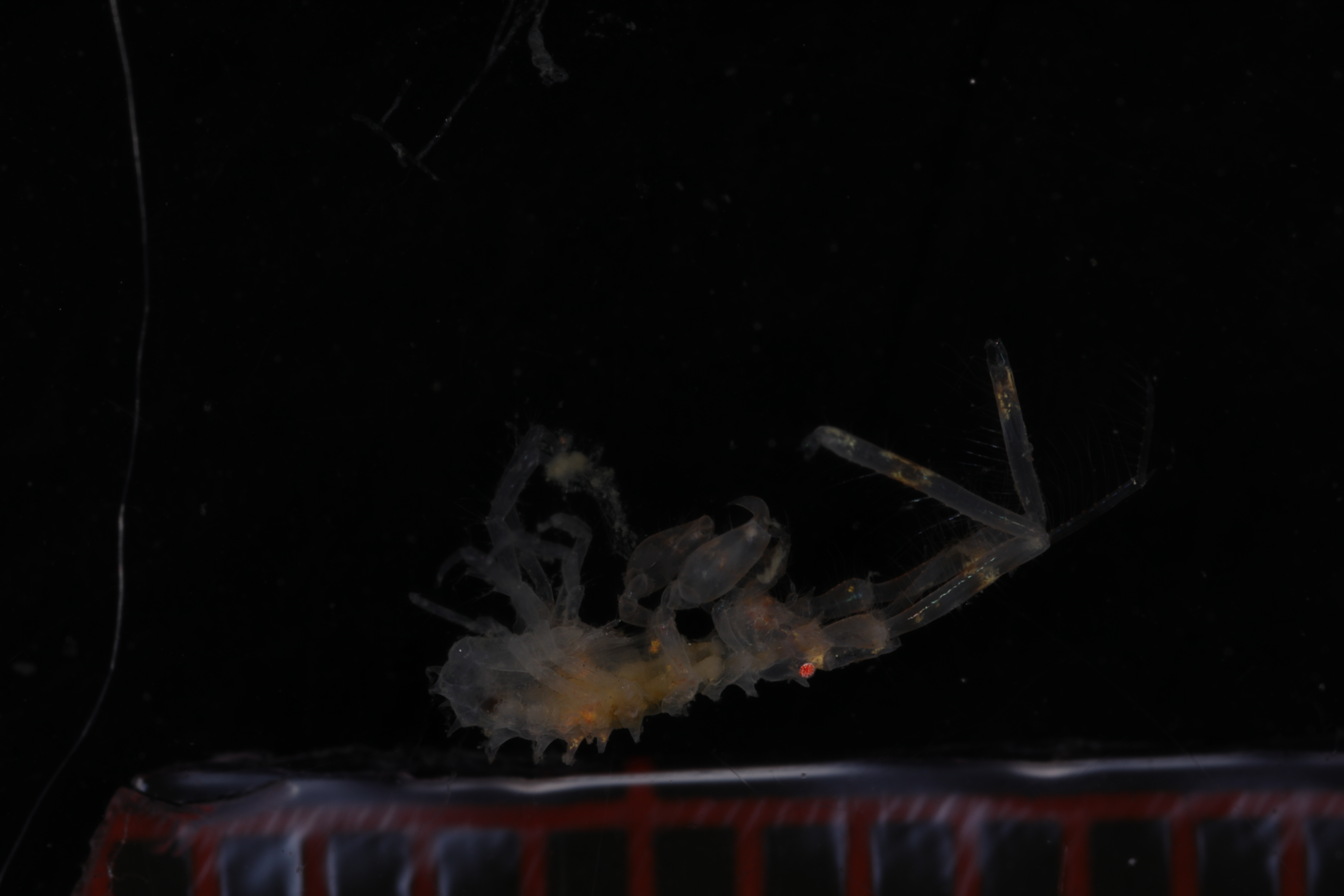 Specimen media