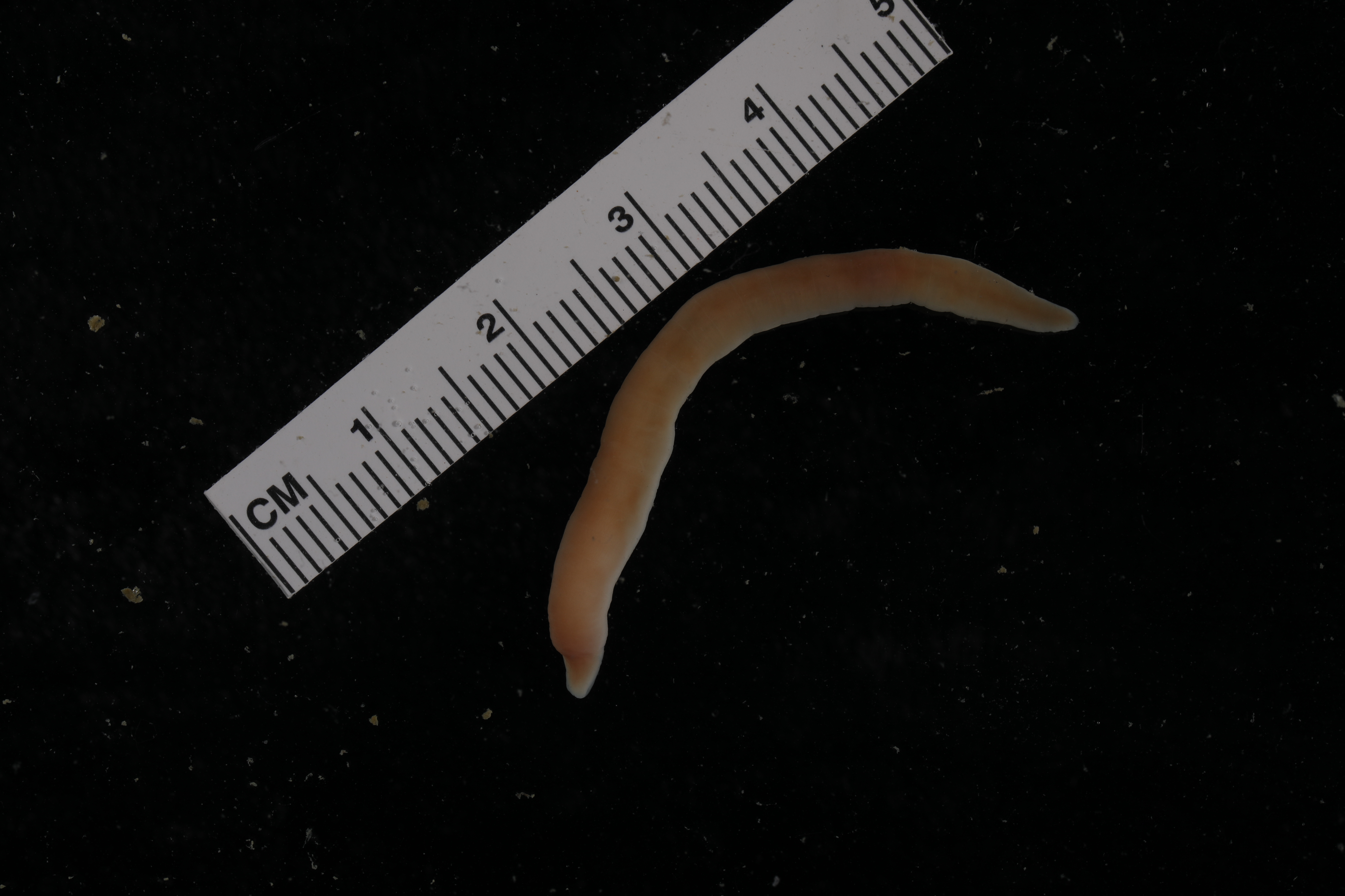 Specimen media