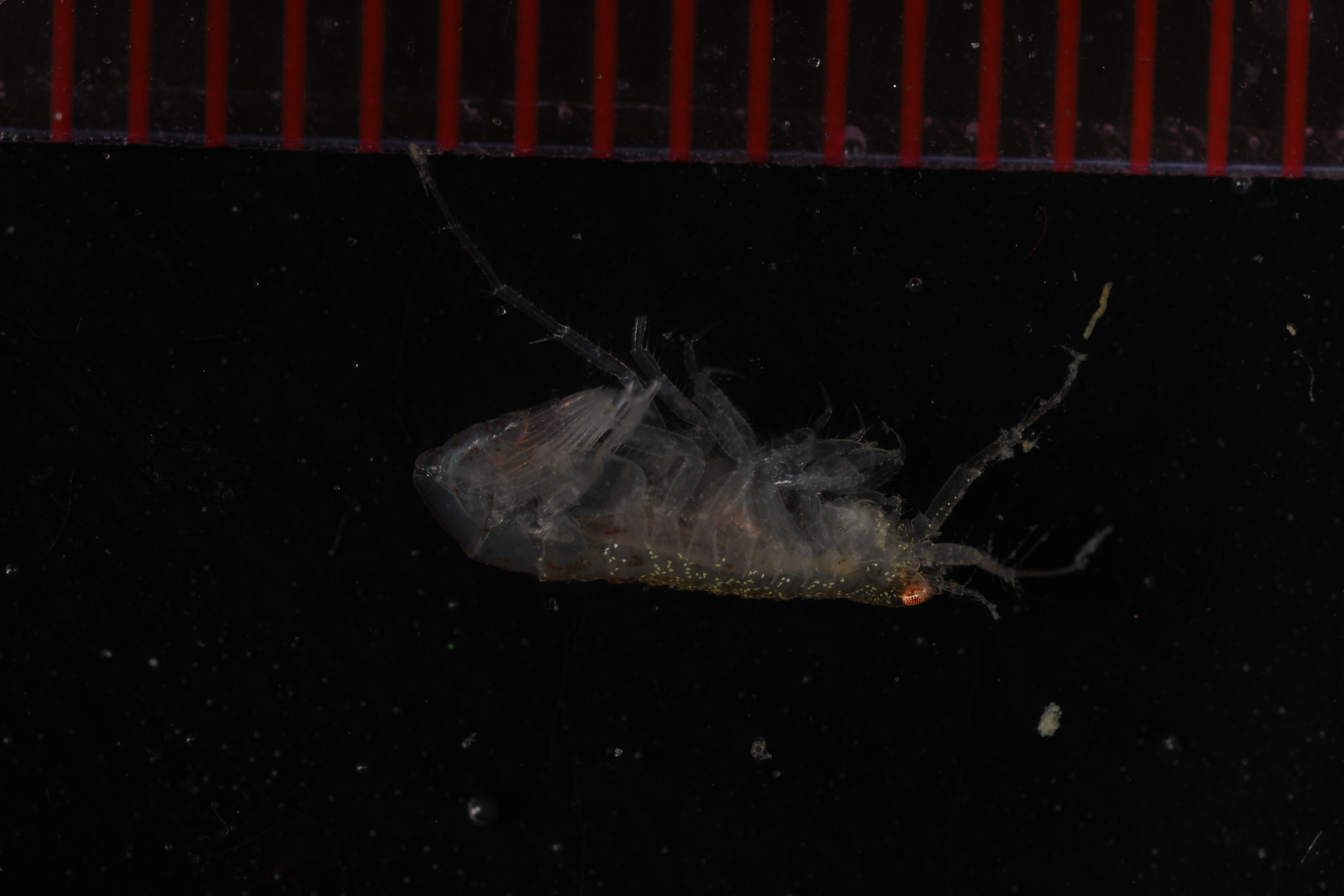 Specimen media