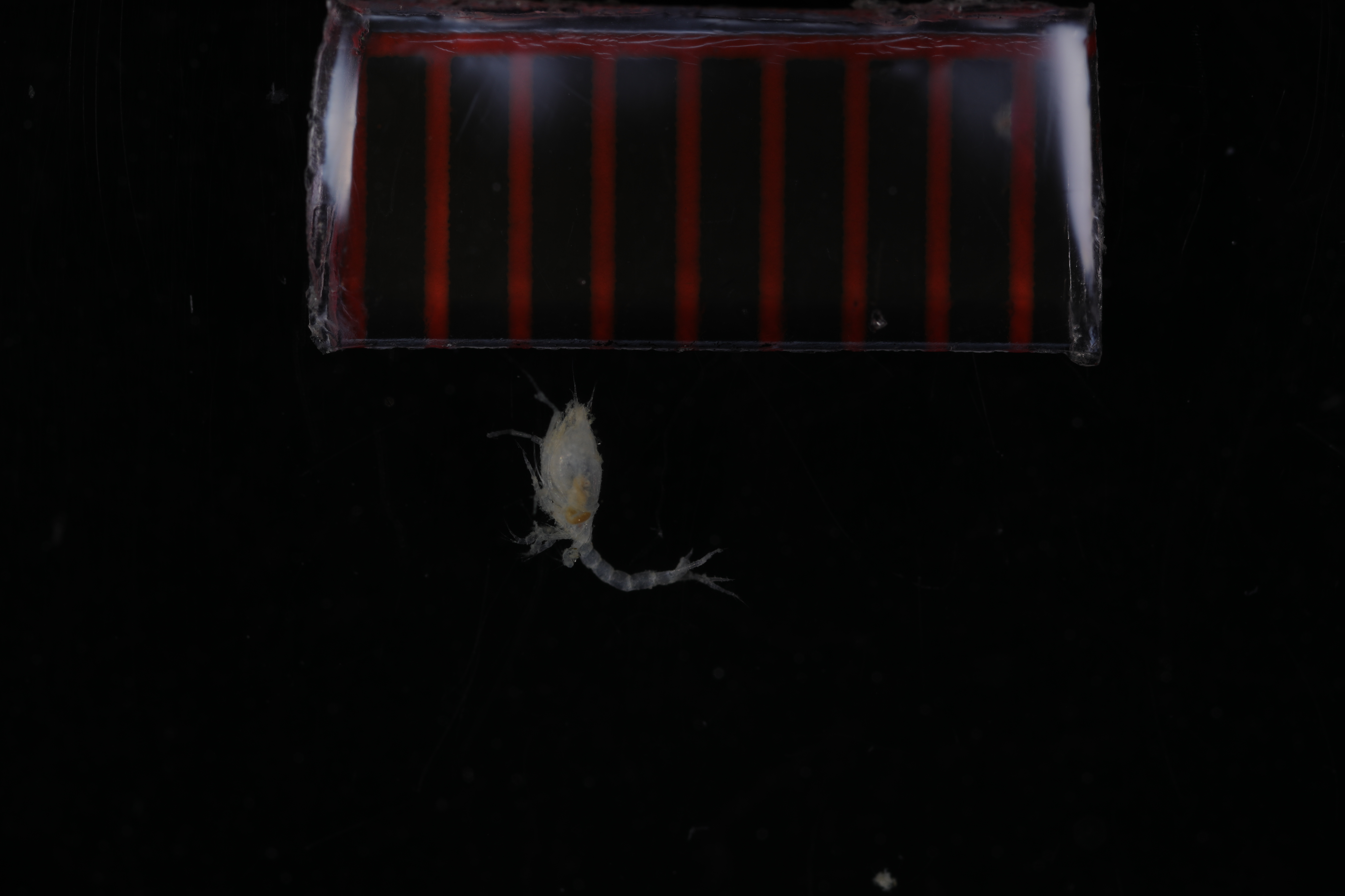Specimen media
