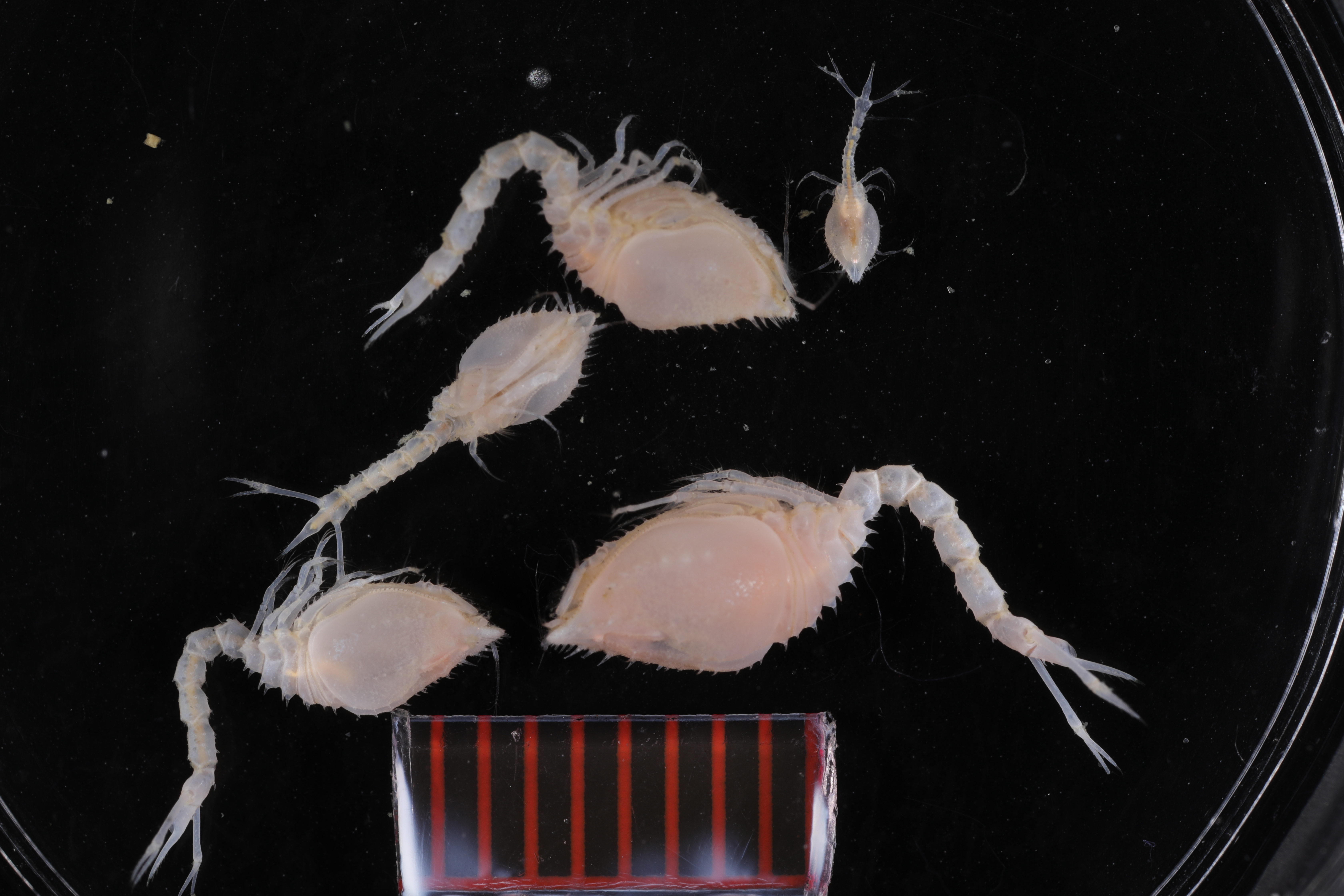 Diastylis corniculata