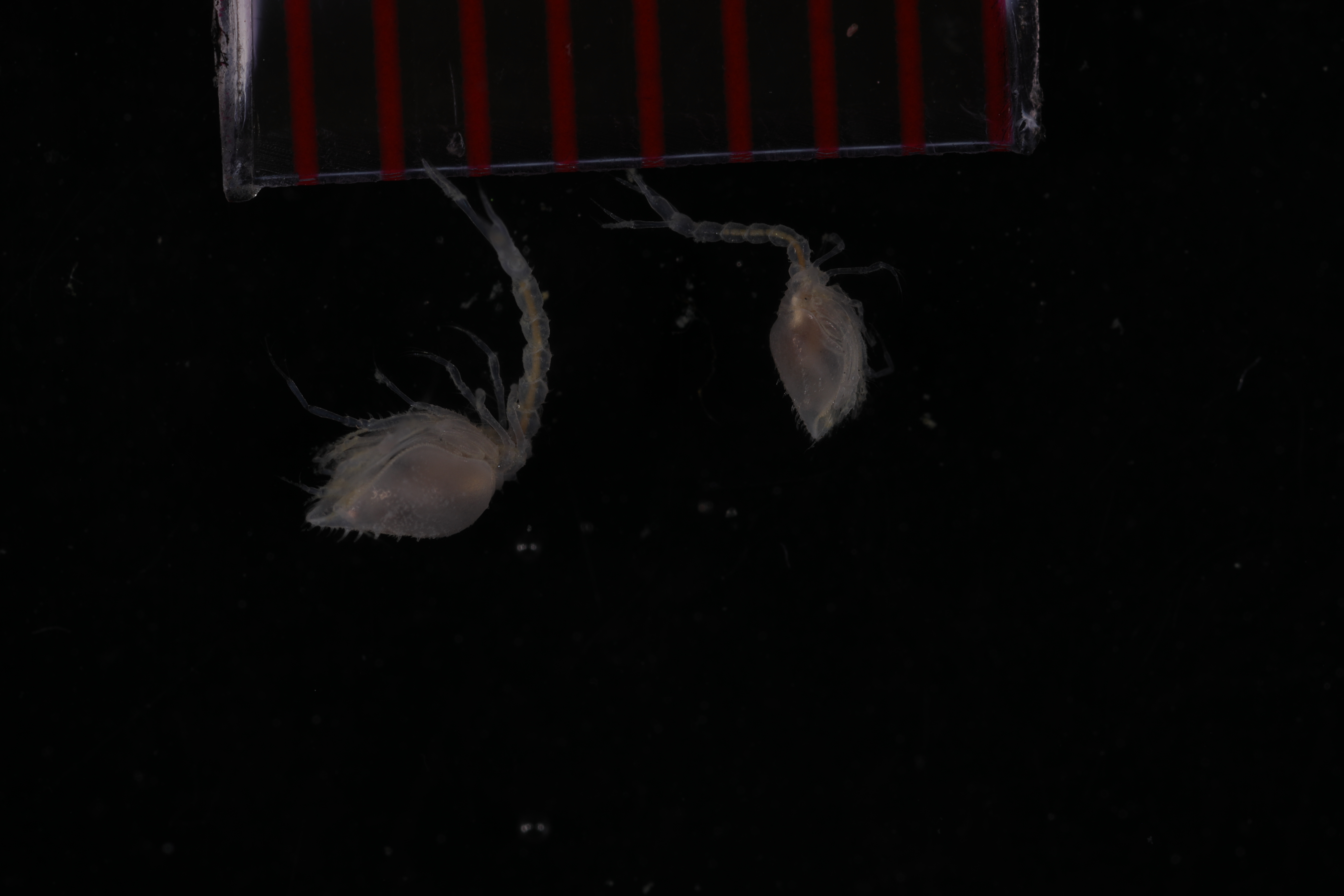 Diastylis corniculata