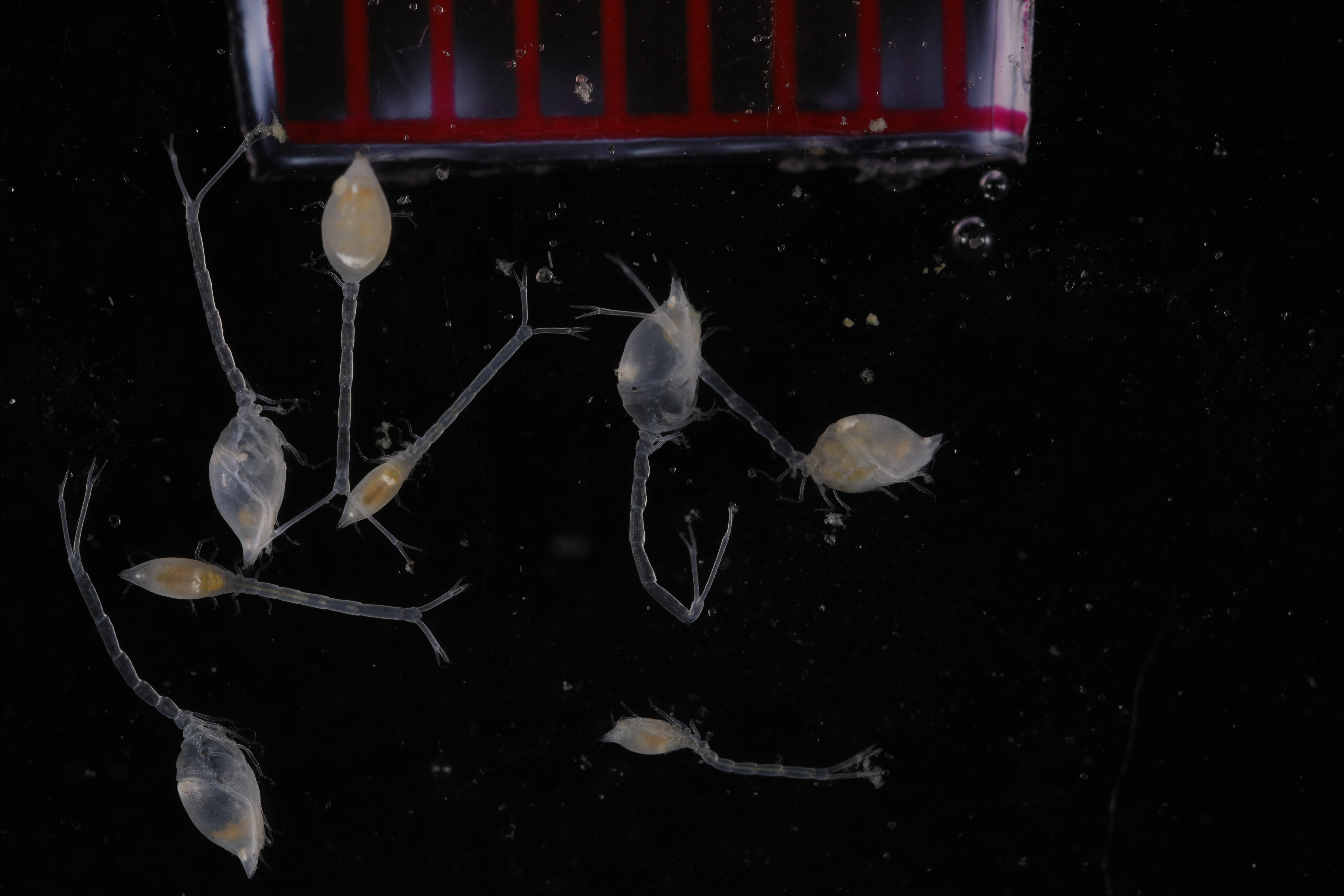 Specimen media