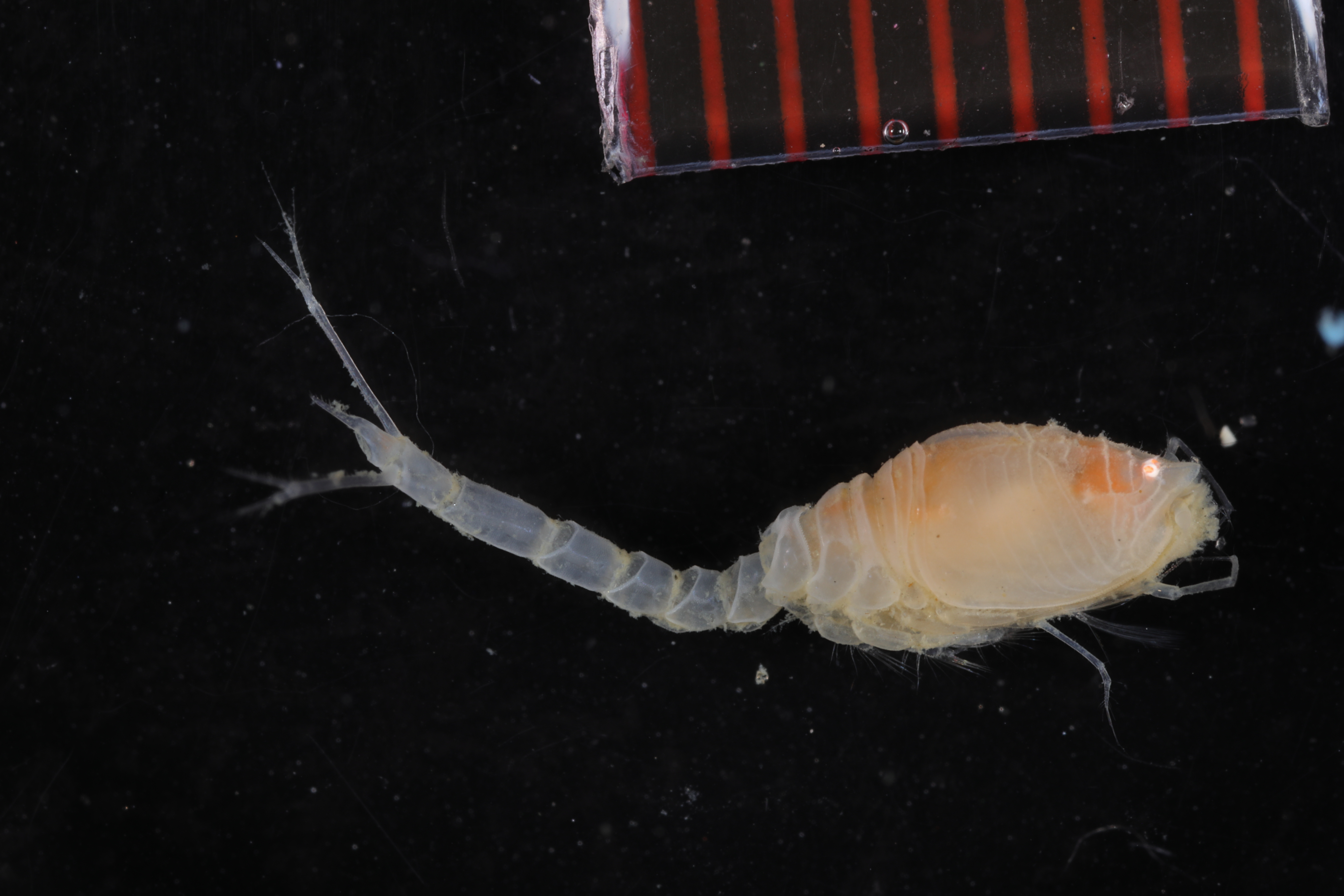 Diastylis anderssoni