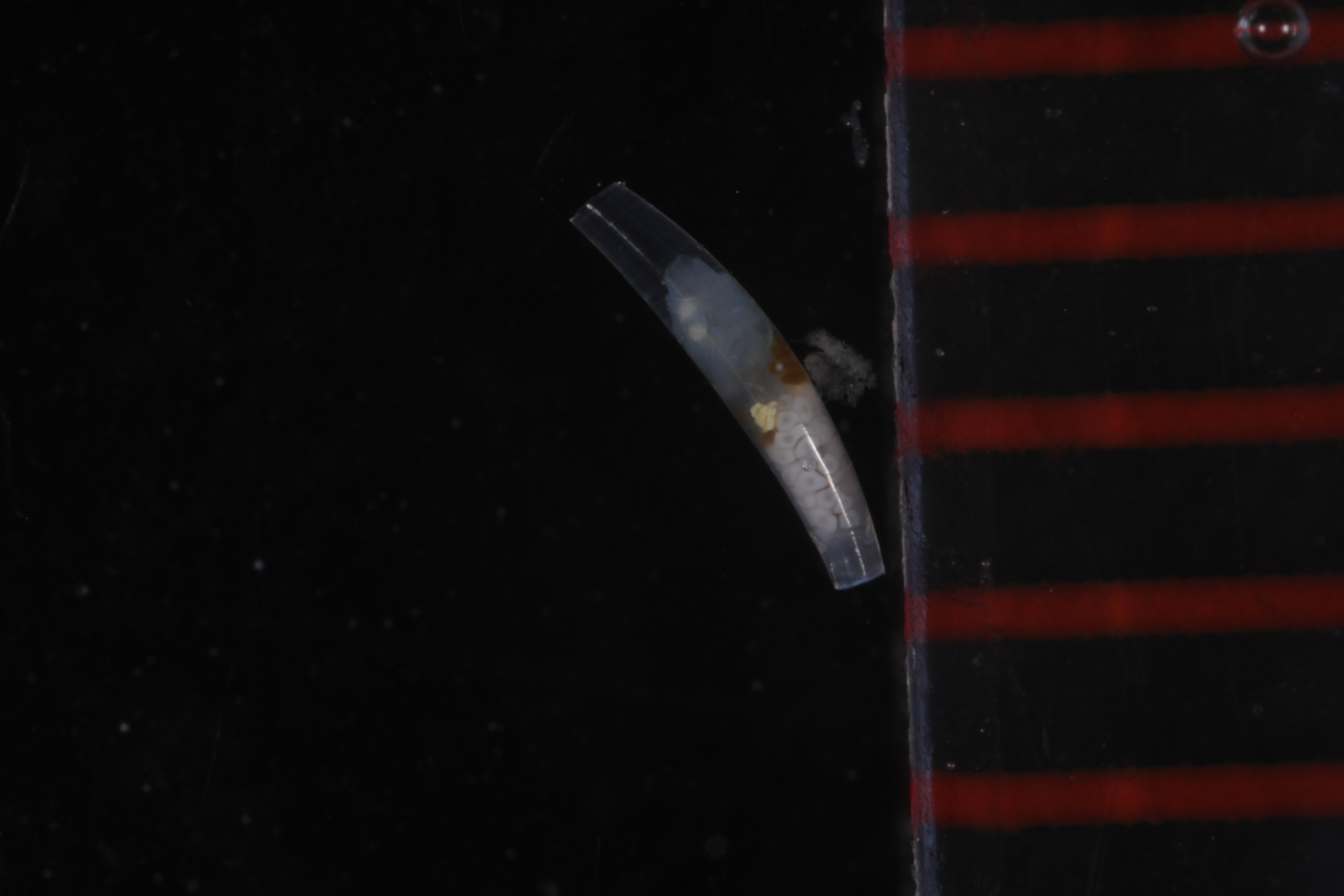 Specimen media