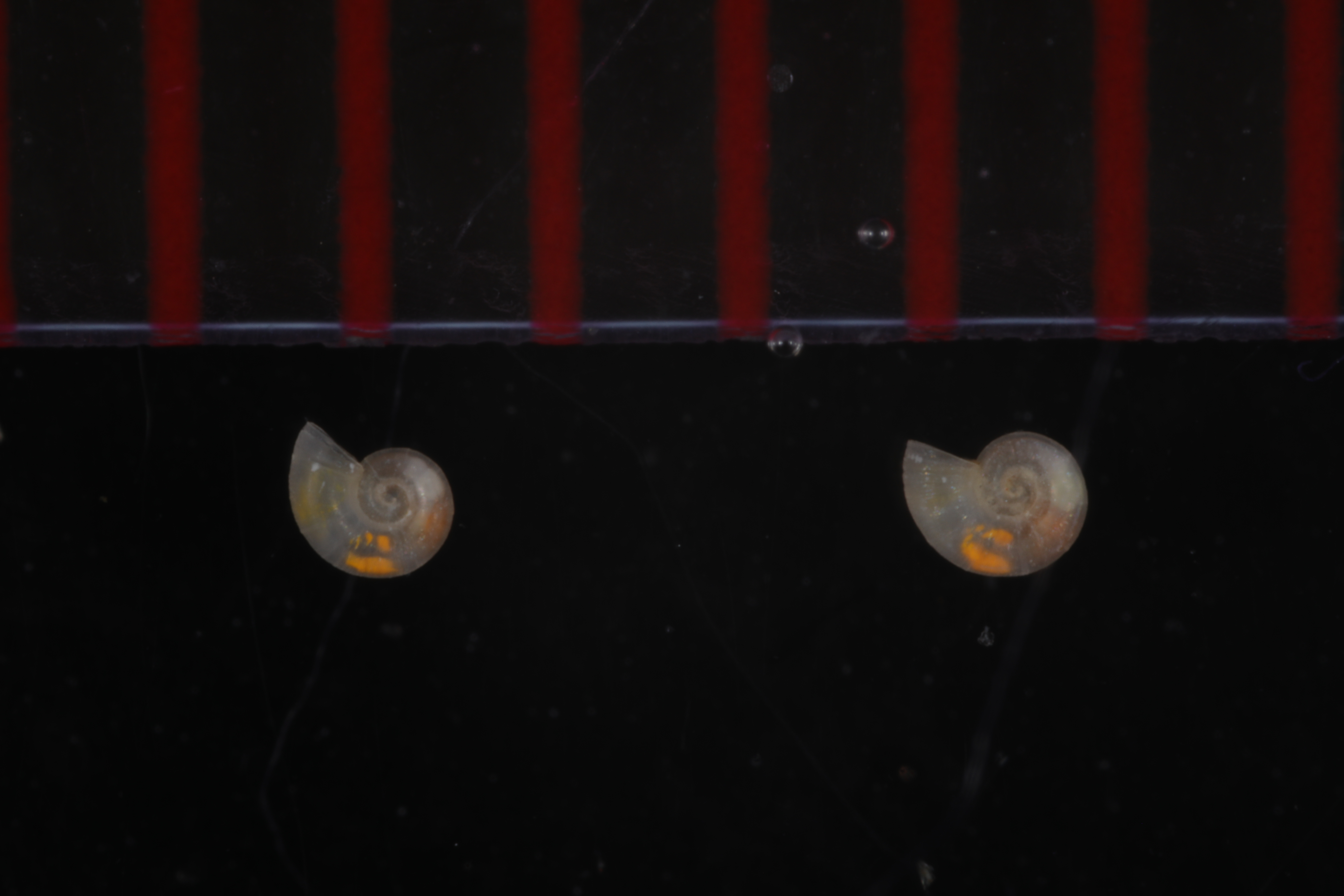 Microdiscula