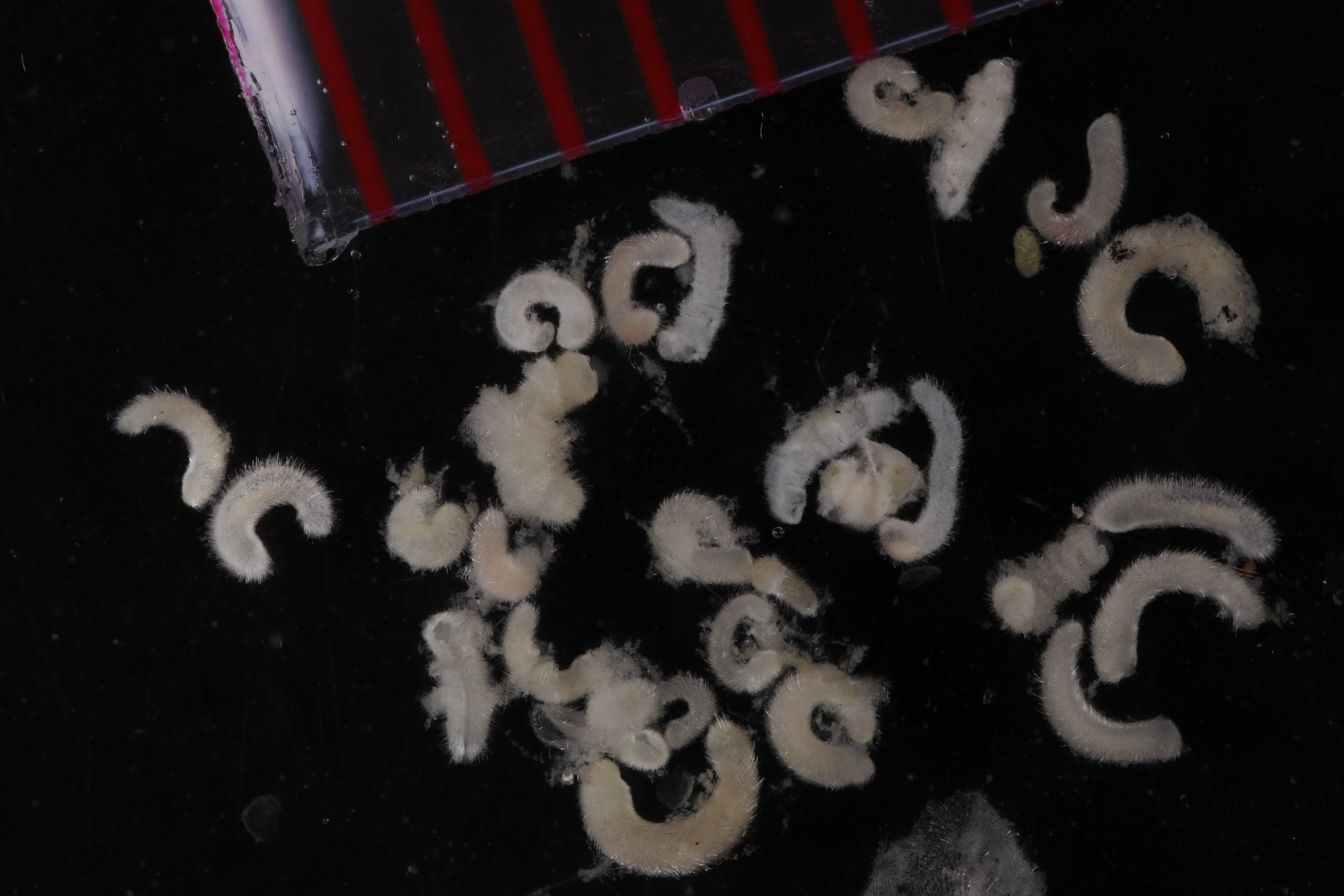 Specimen media