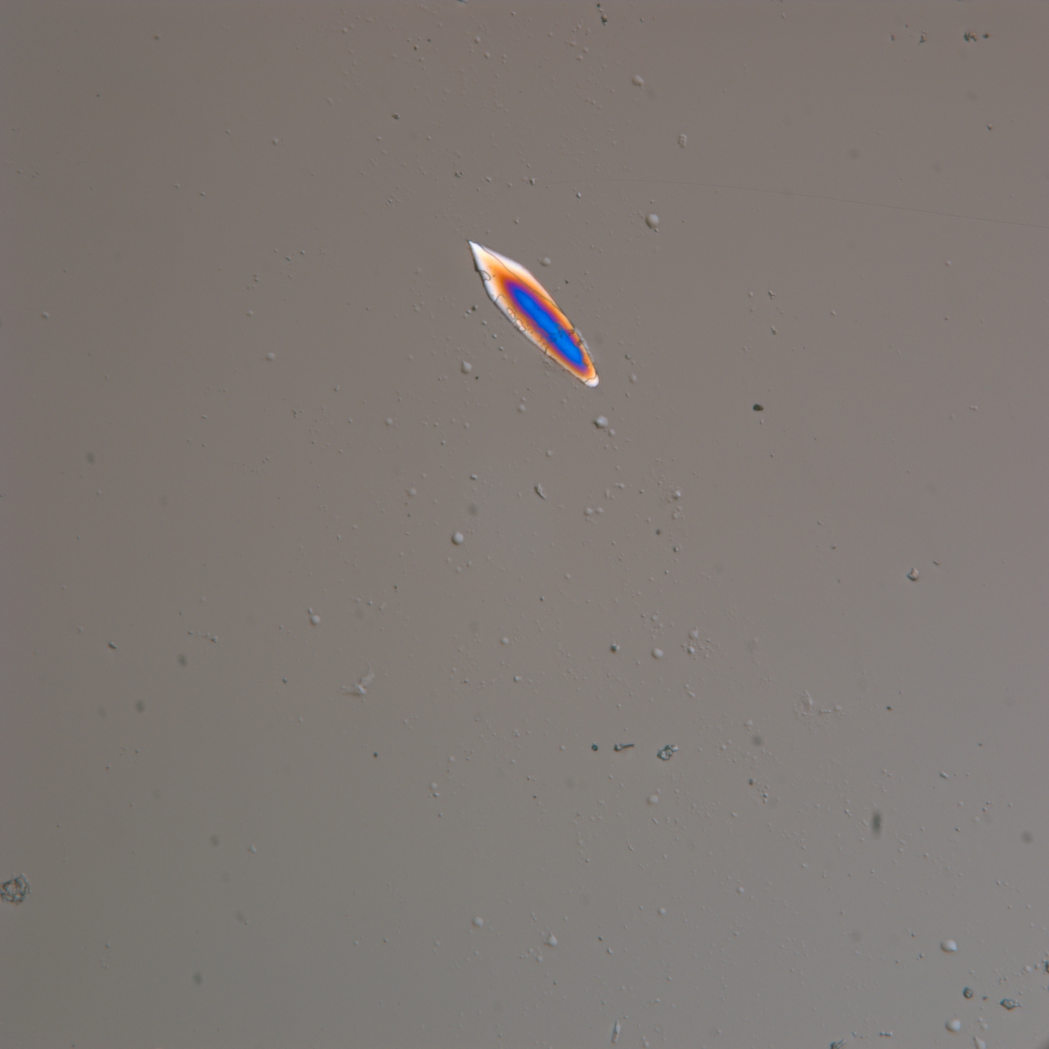 Pholidoskepia