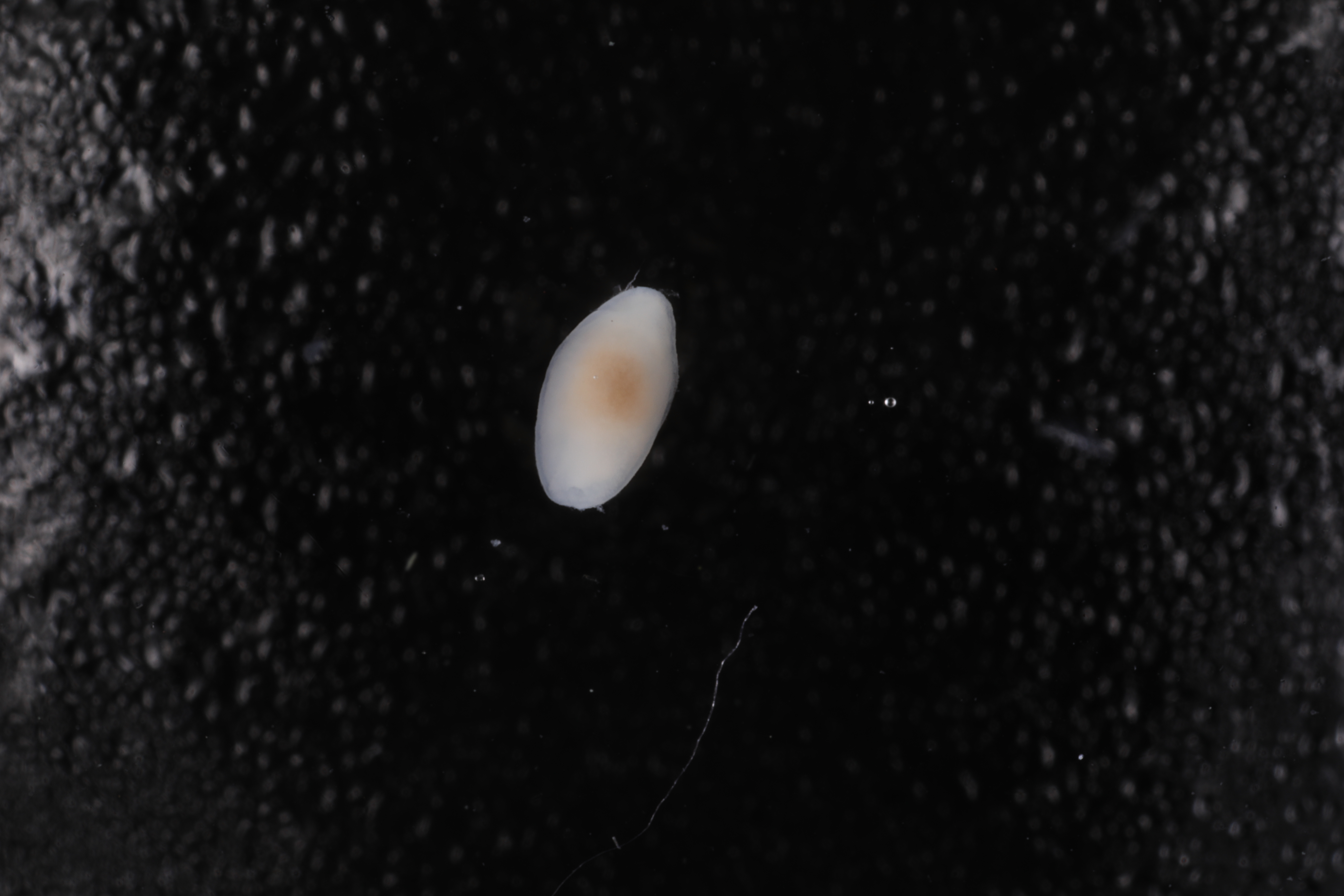 Platyhelminthes