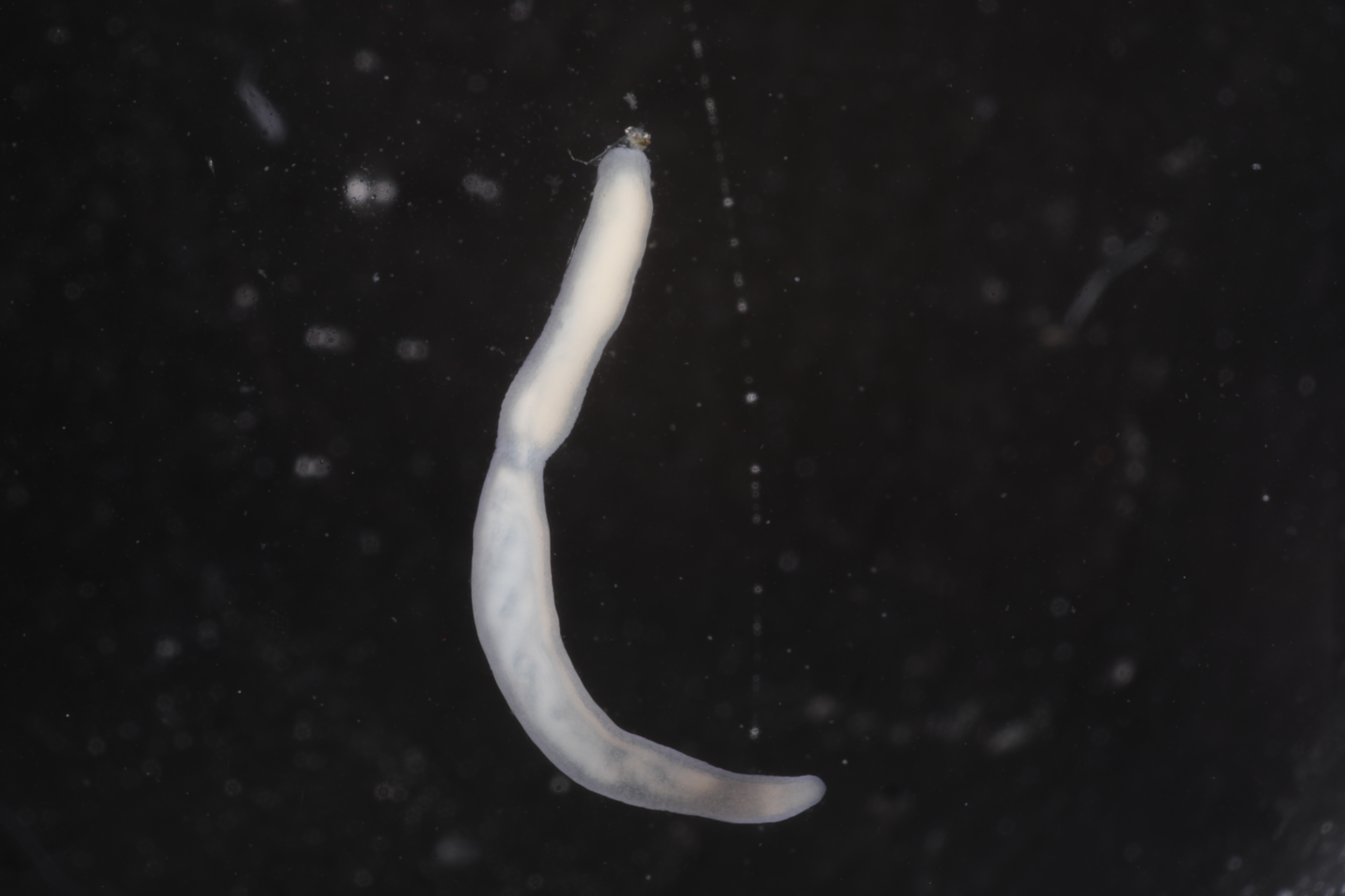 Palaeonemertea