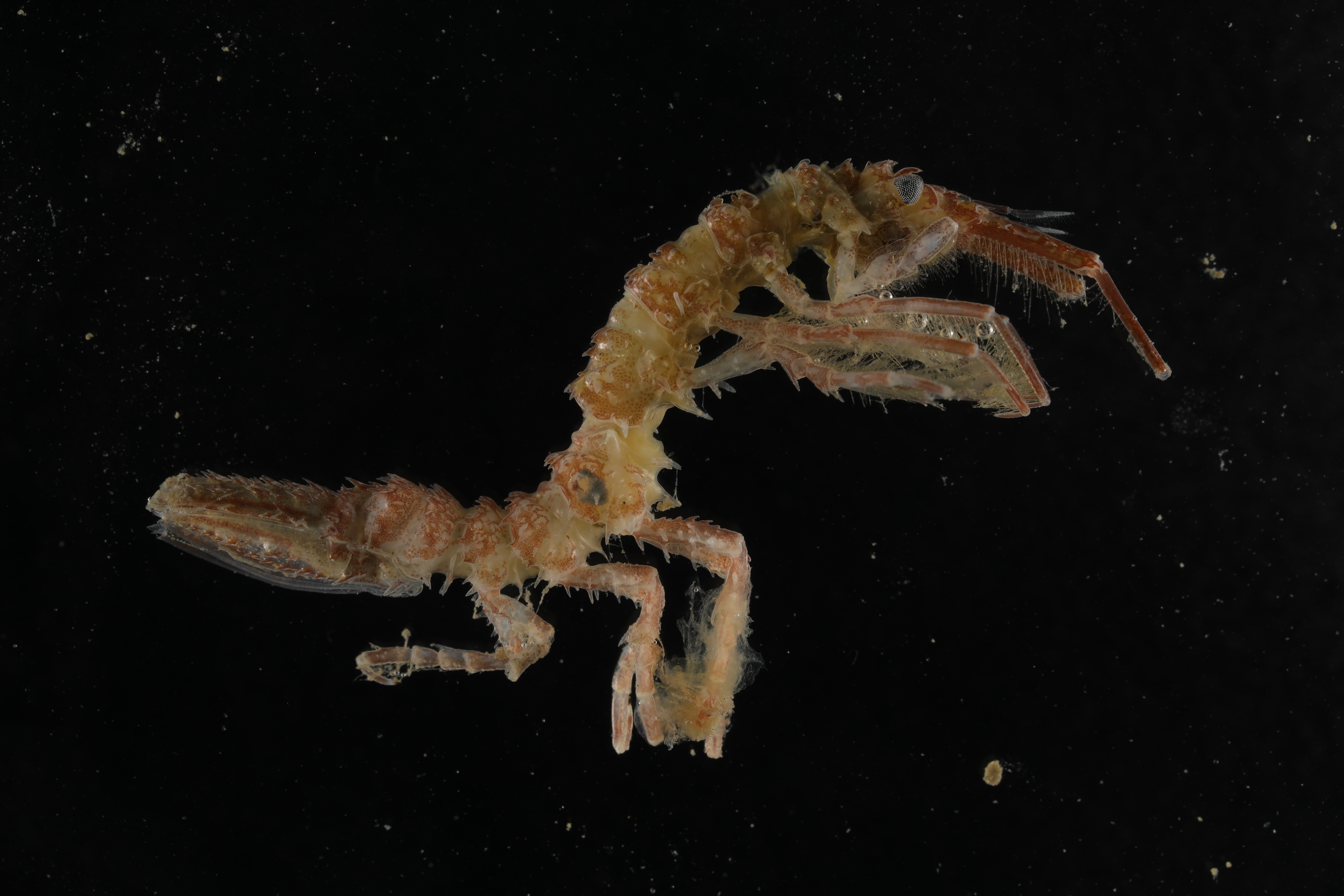 Specimen media