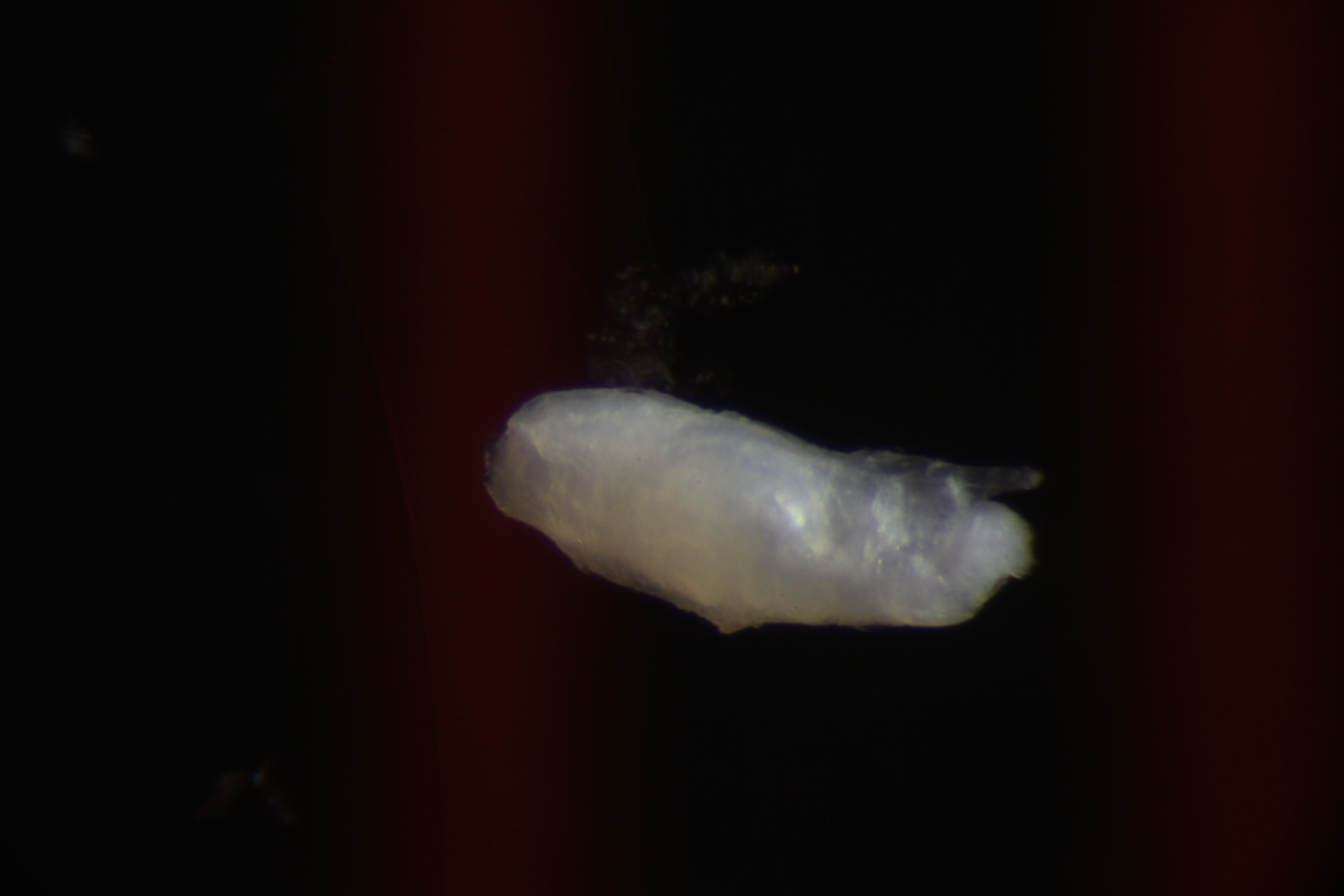 Specimen media