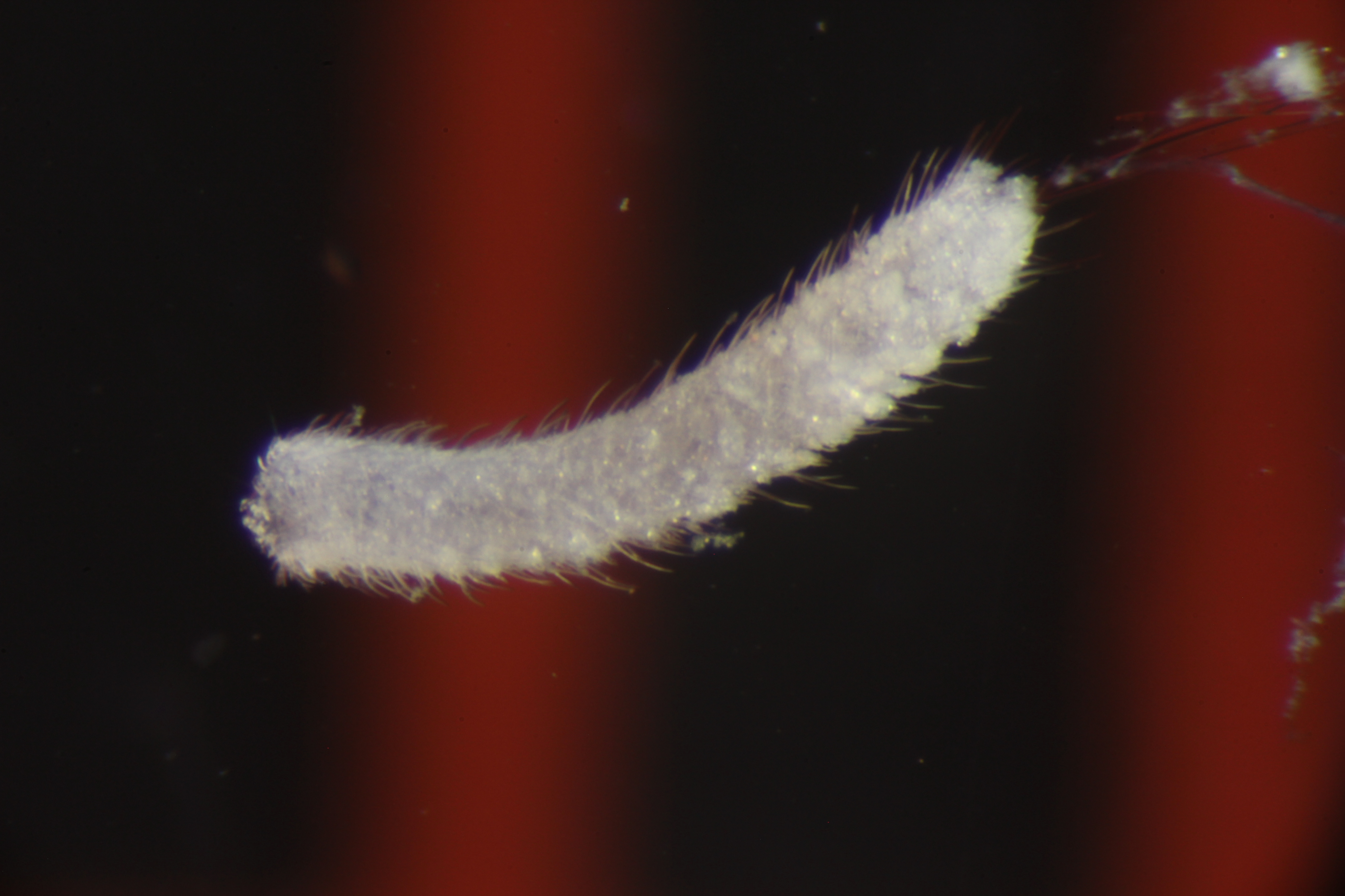 Specimen media