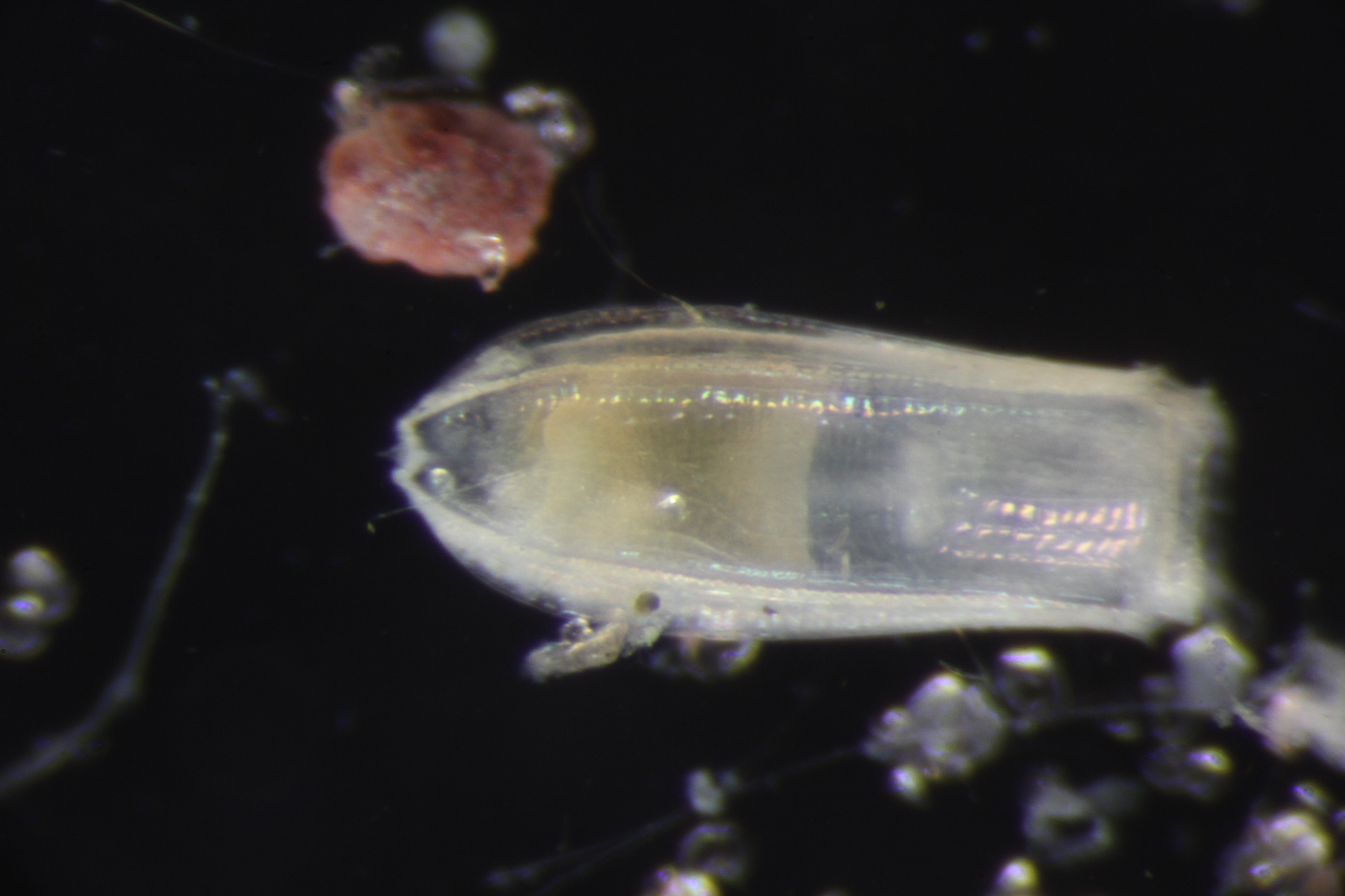 Specimen media