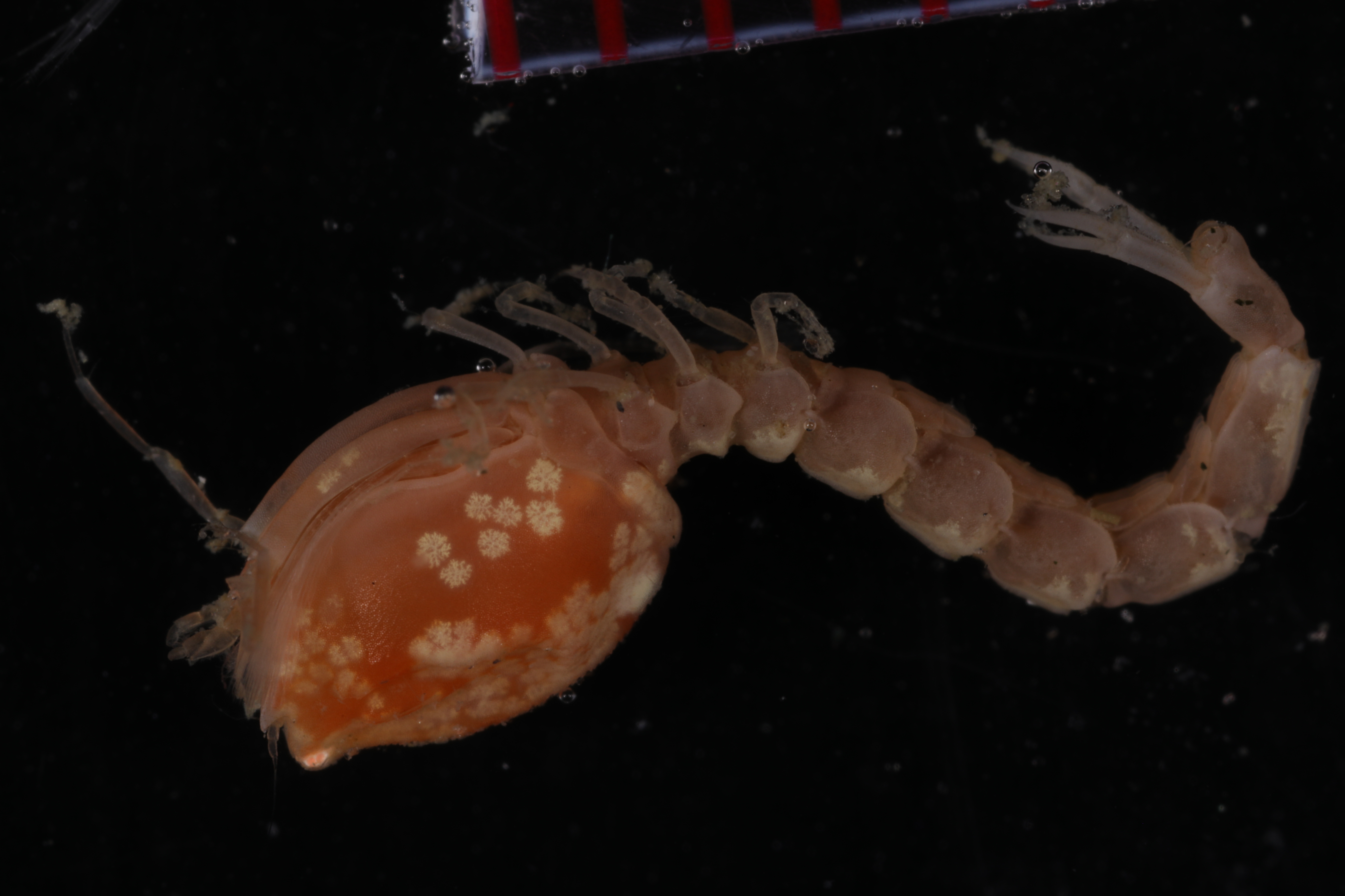 Specimen media
