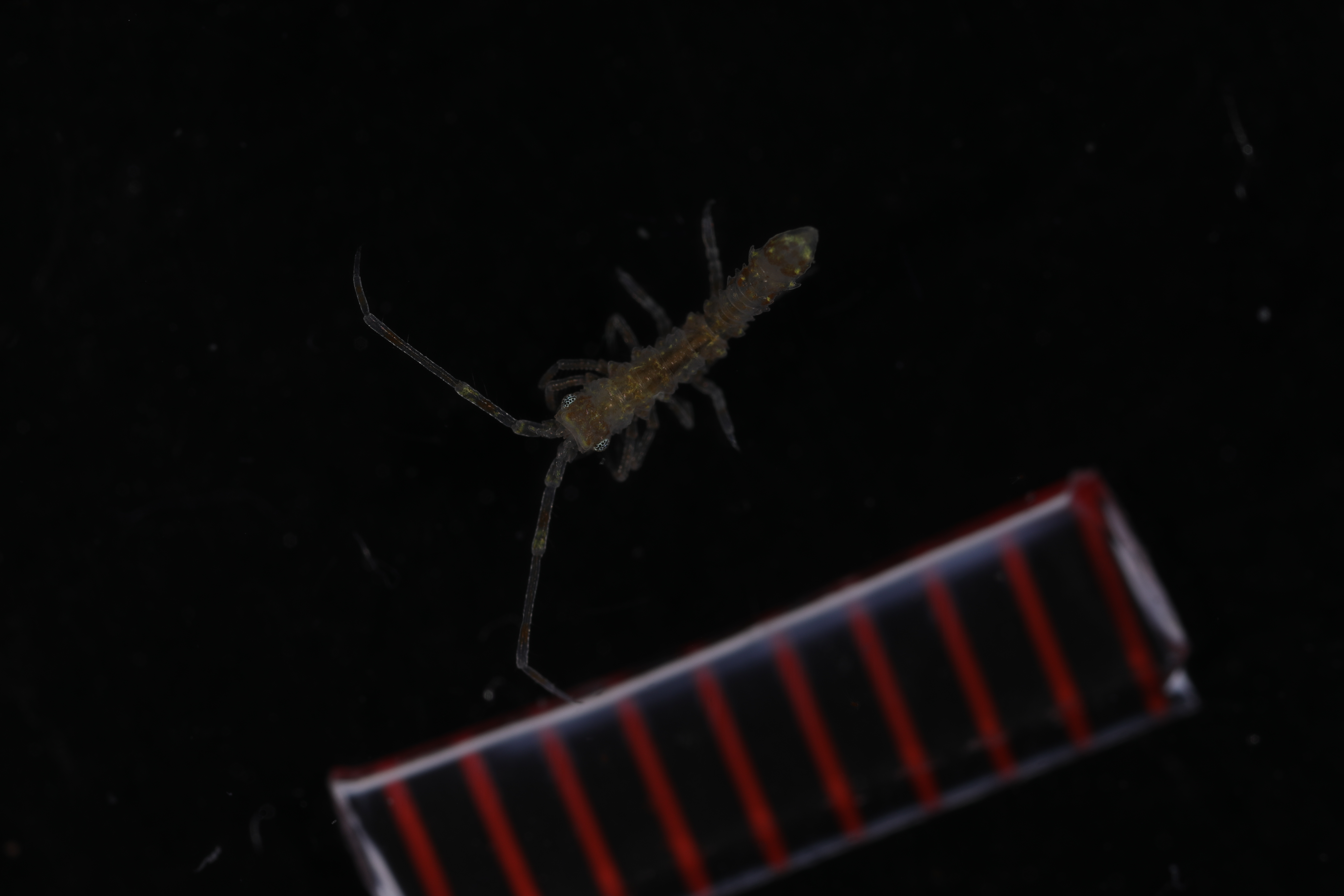 Specimen media