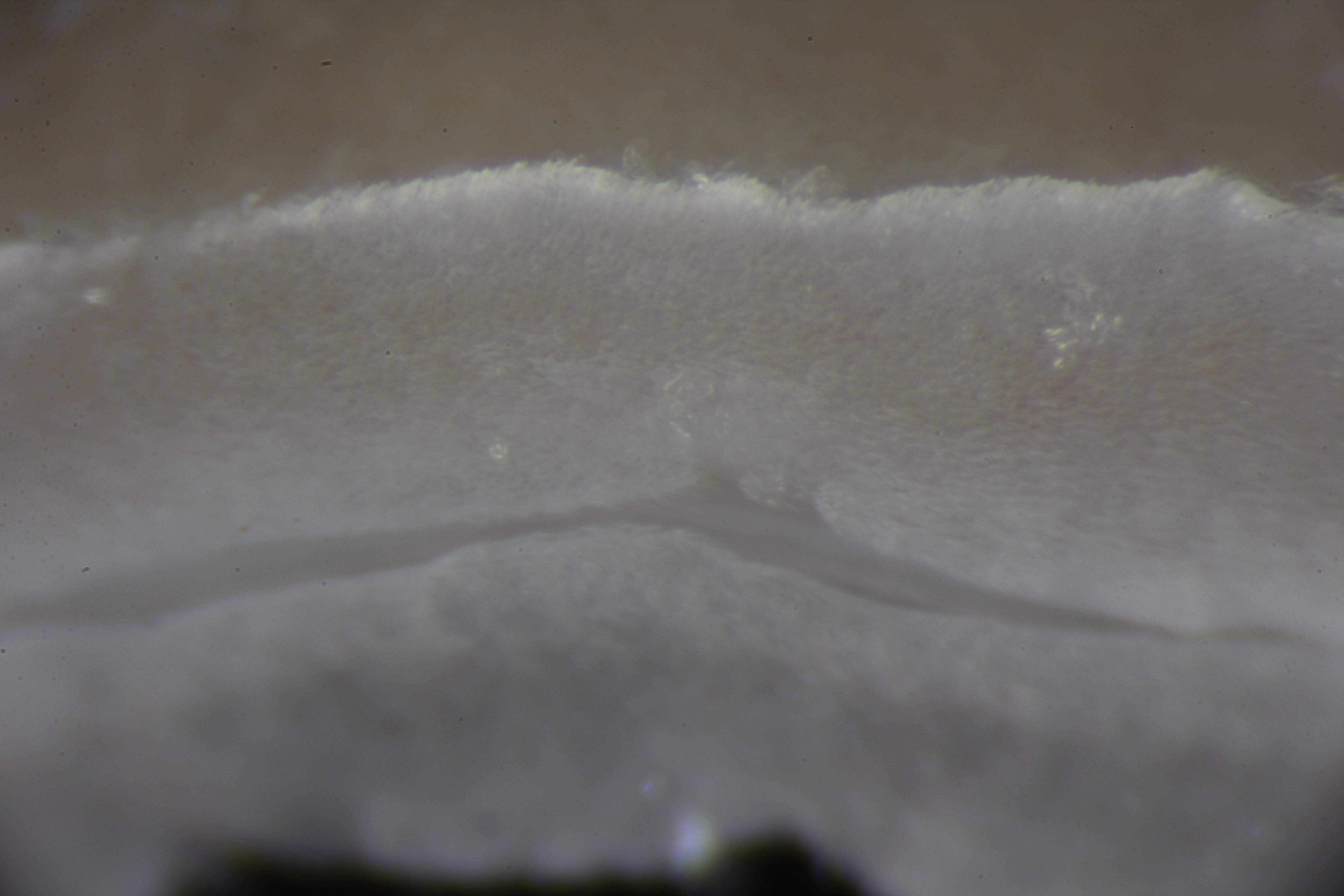 Sandalomenia papilligera