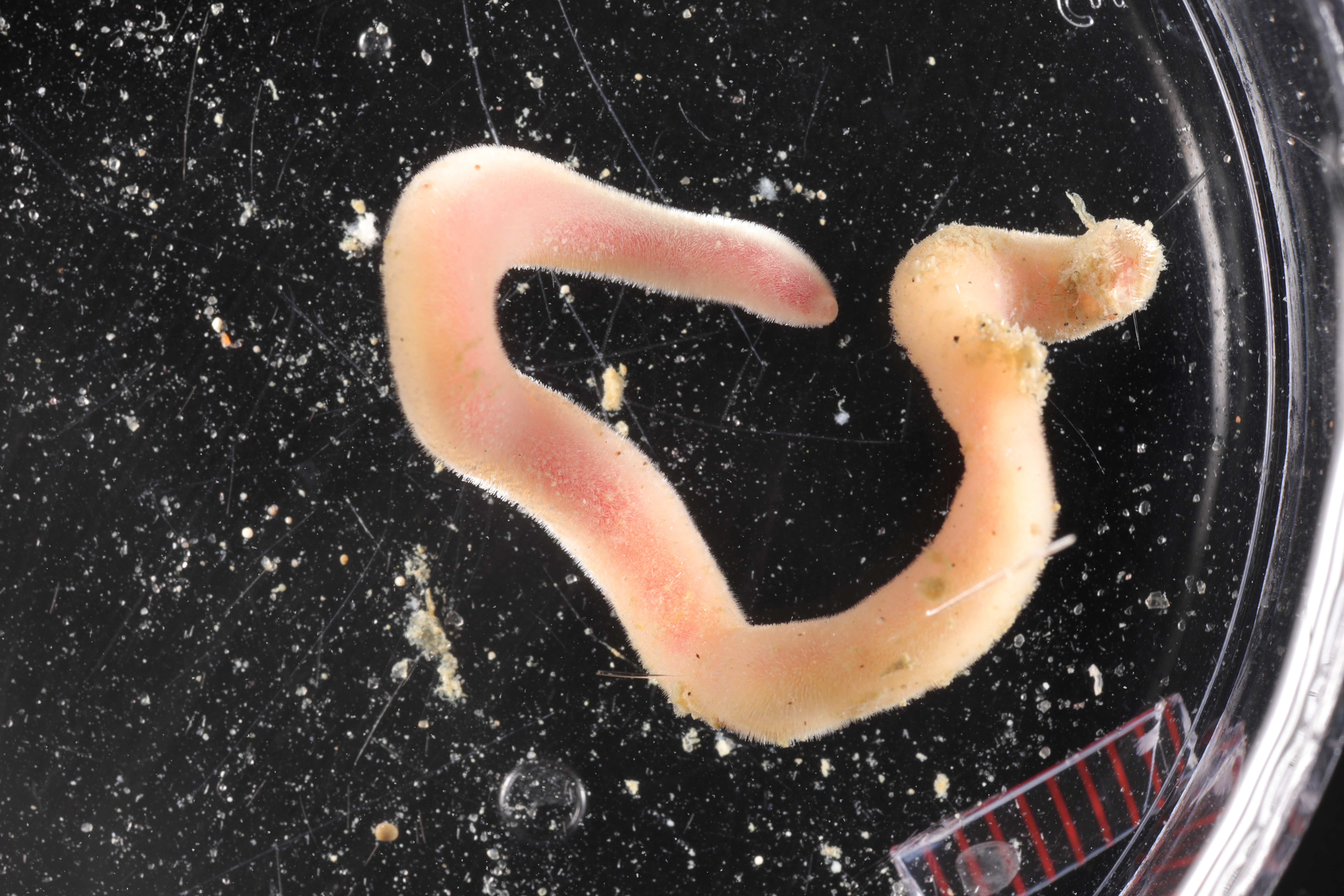 Apodomenia enigmatica