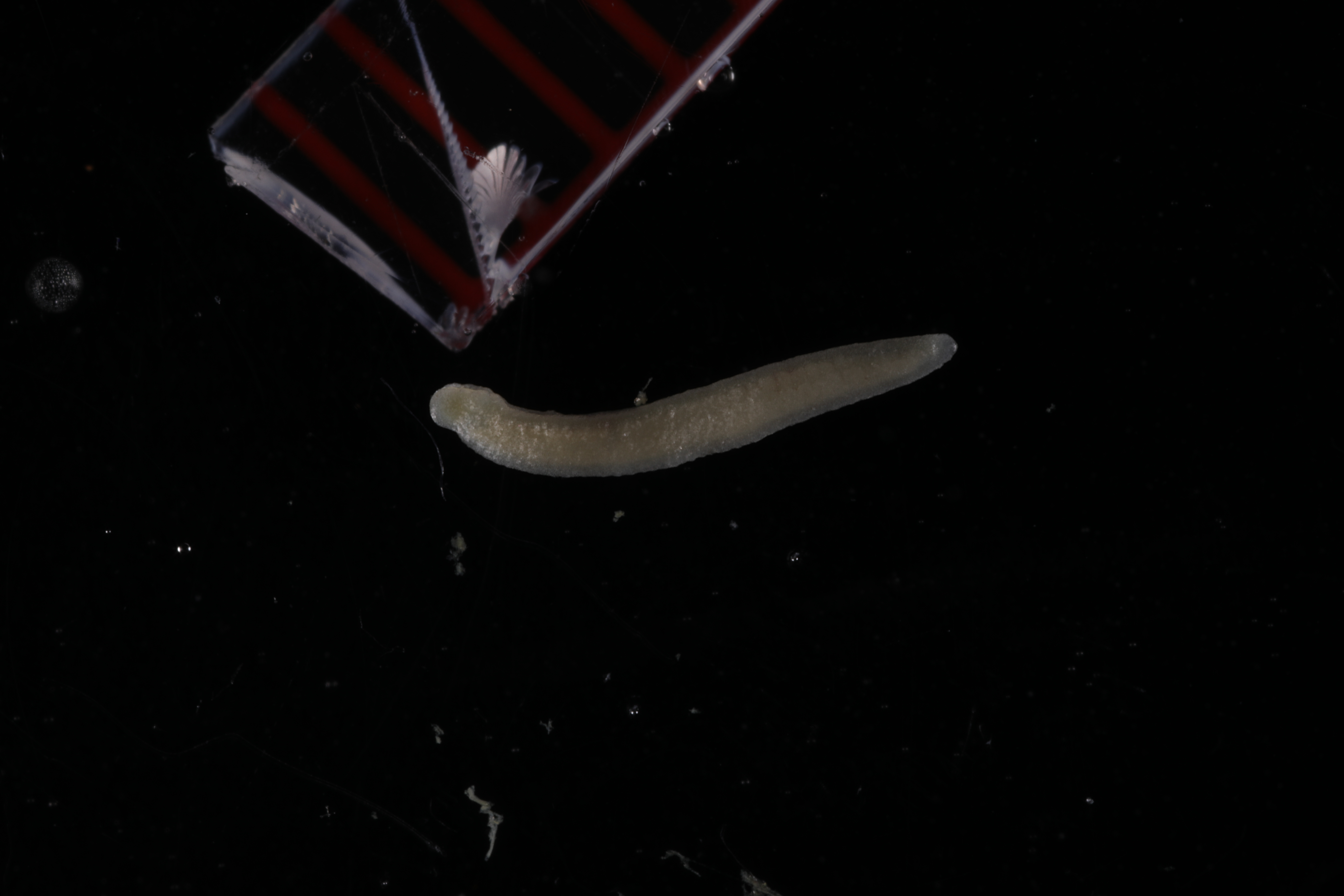 Sandalomenia carinata