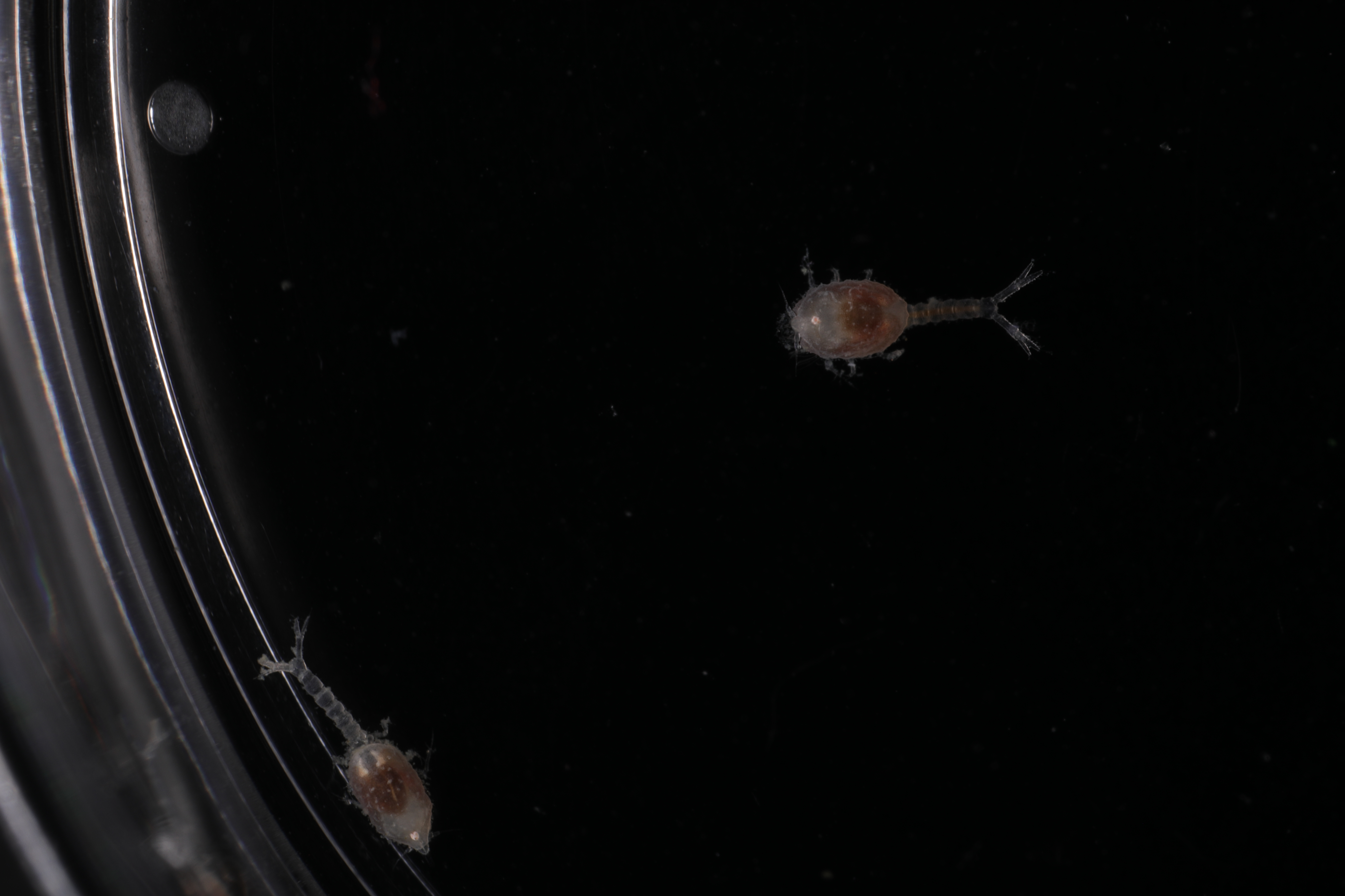 Specimen media