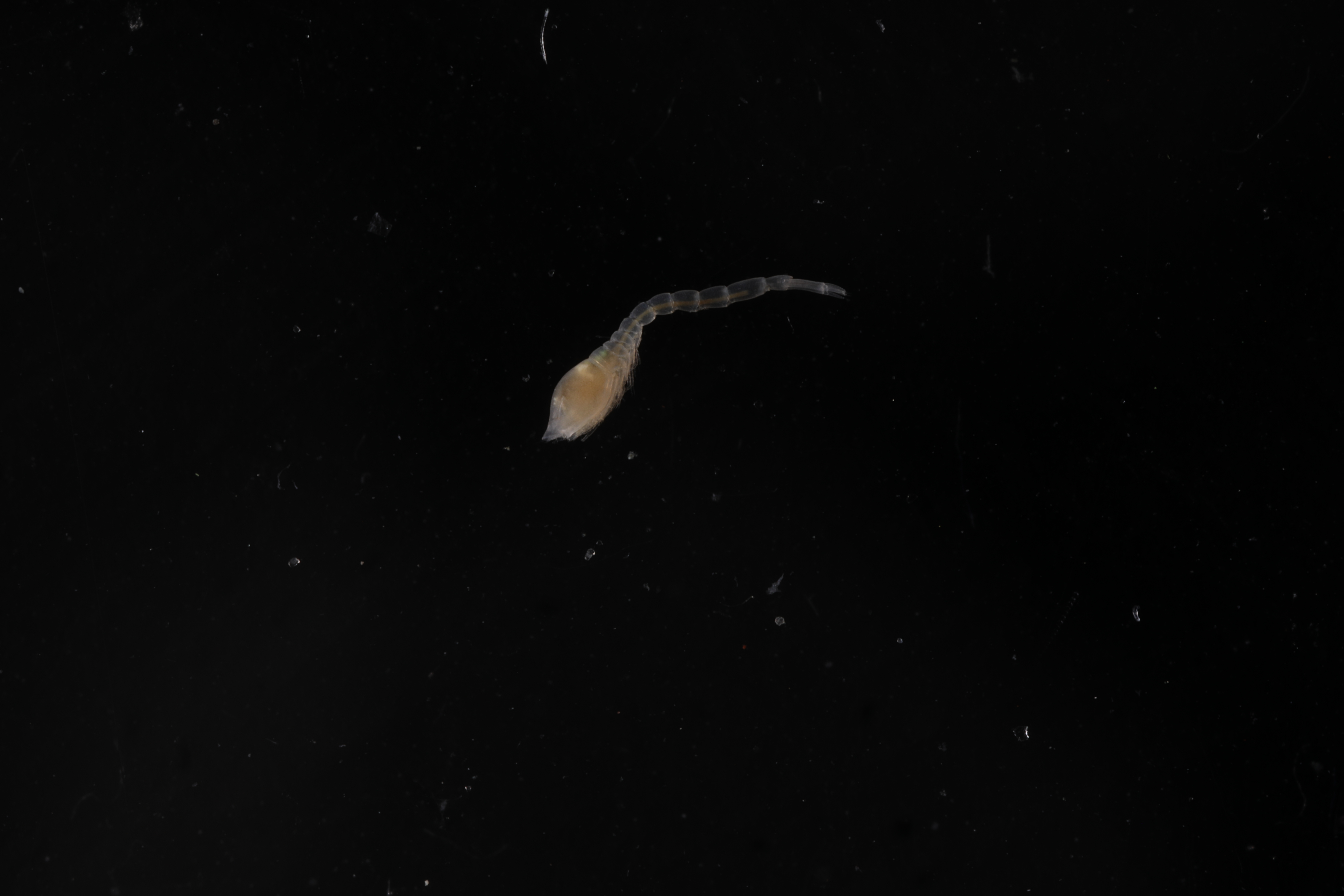 Atlantocuma elongatum