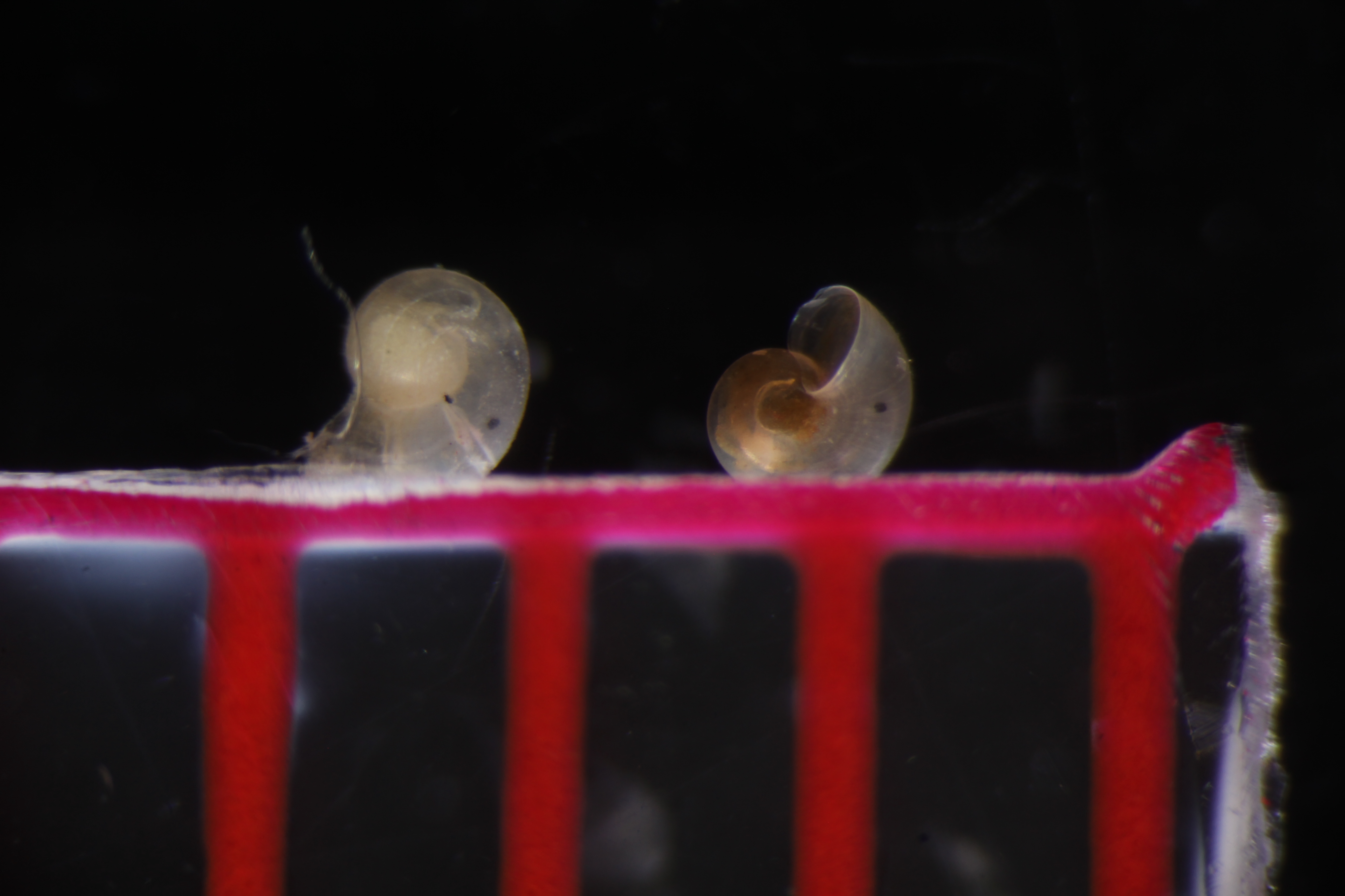 Specimen media