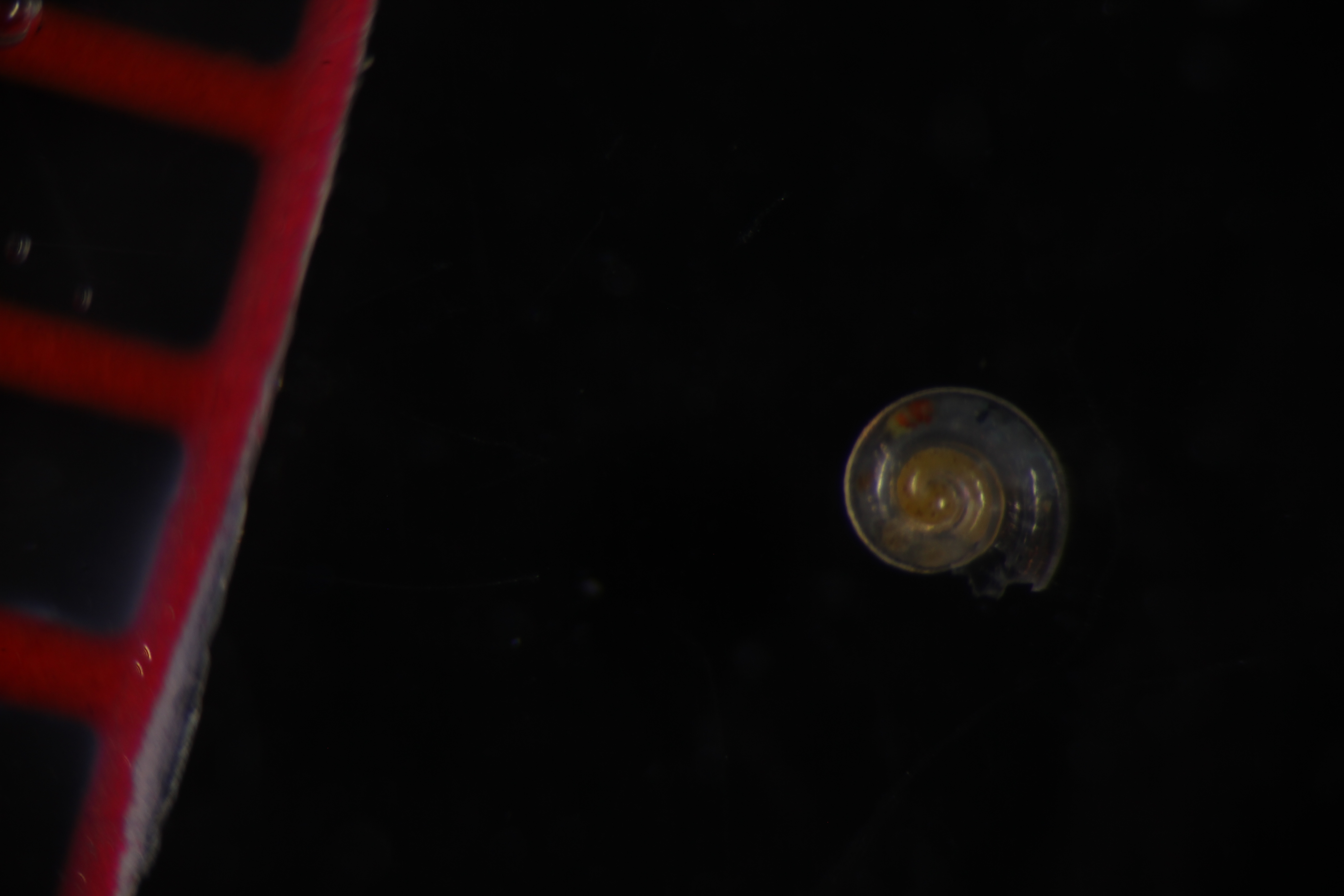 Specimen media