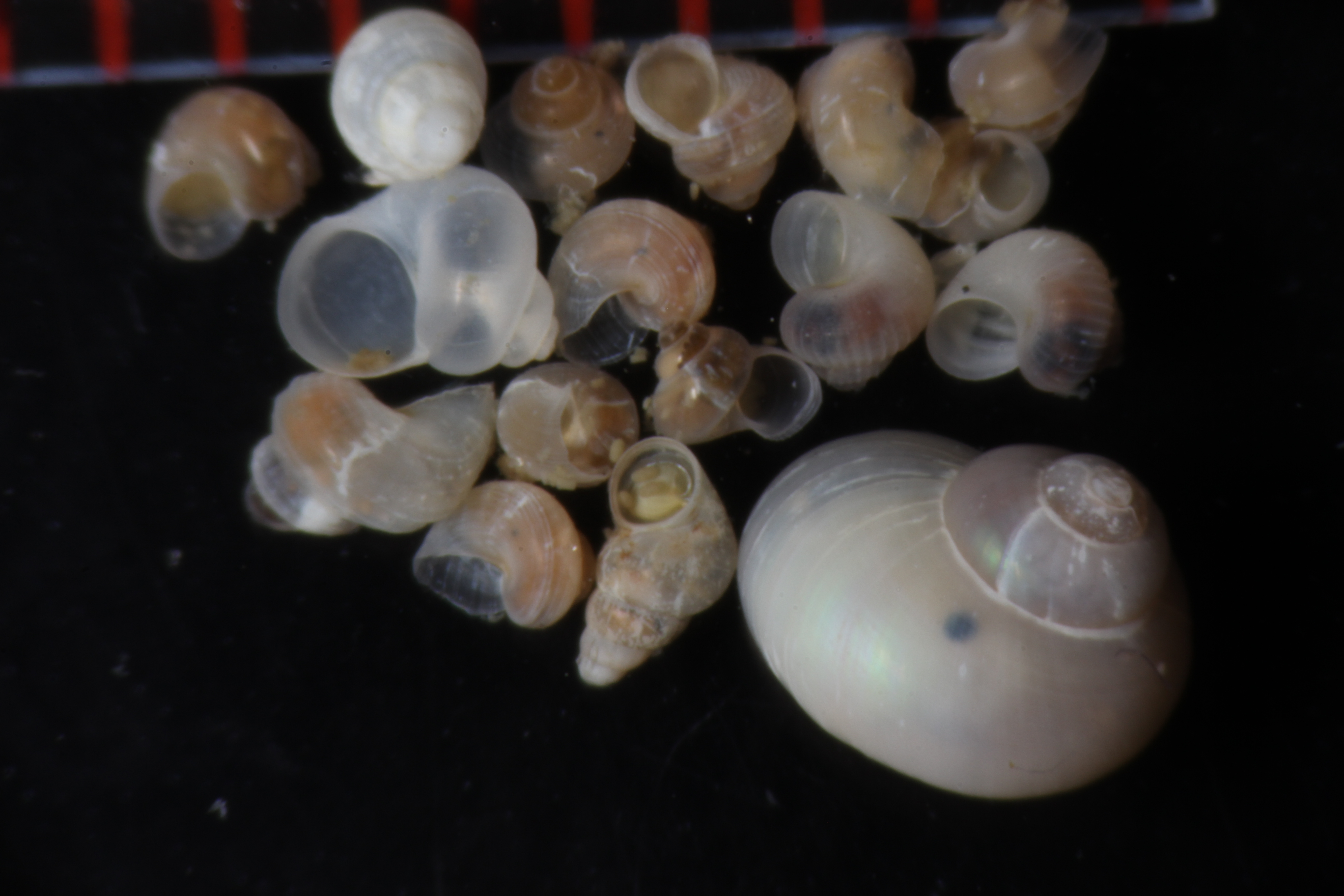 Specimen media