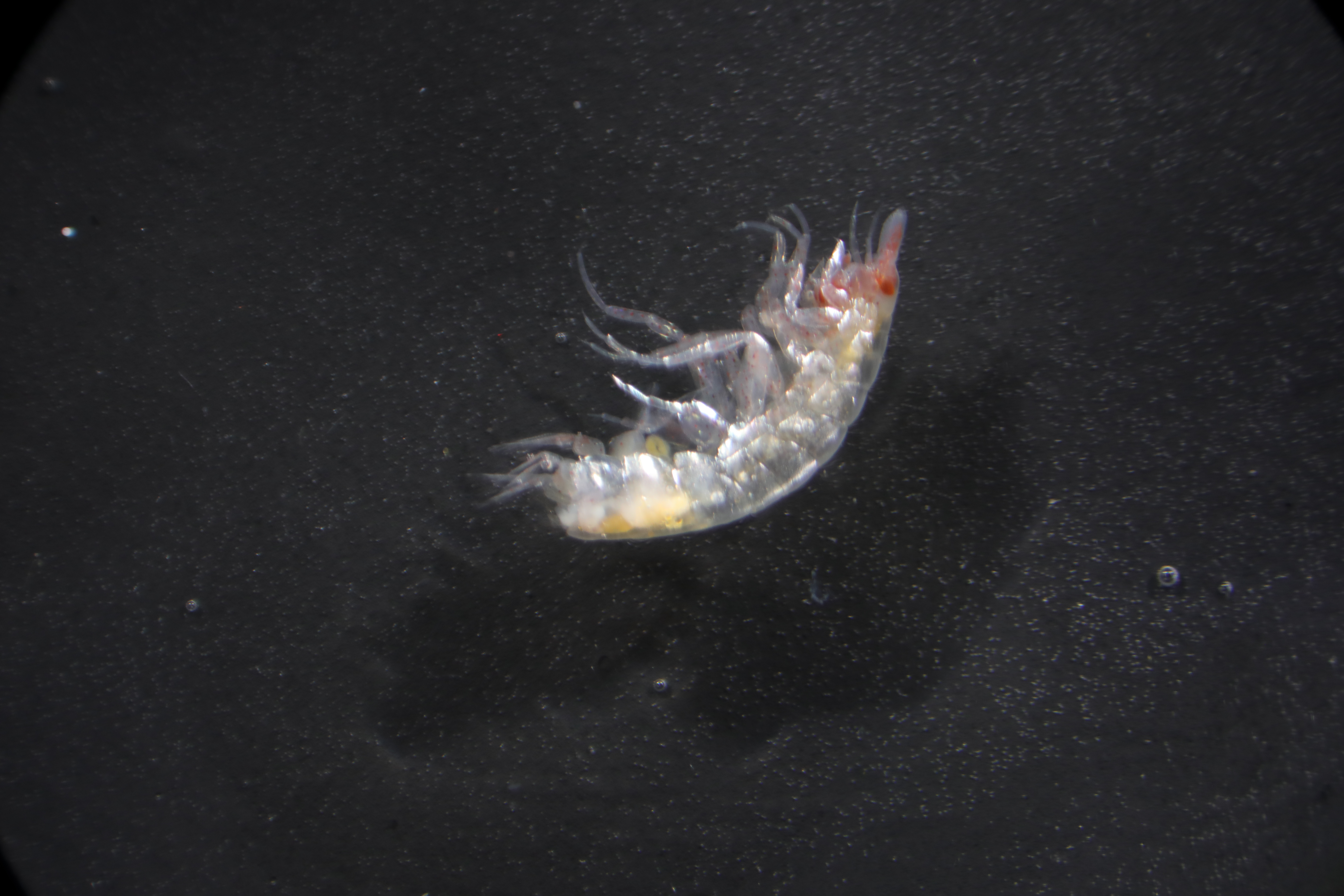 Specimen media