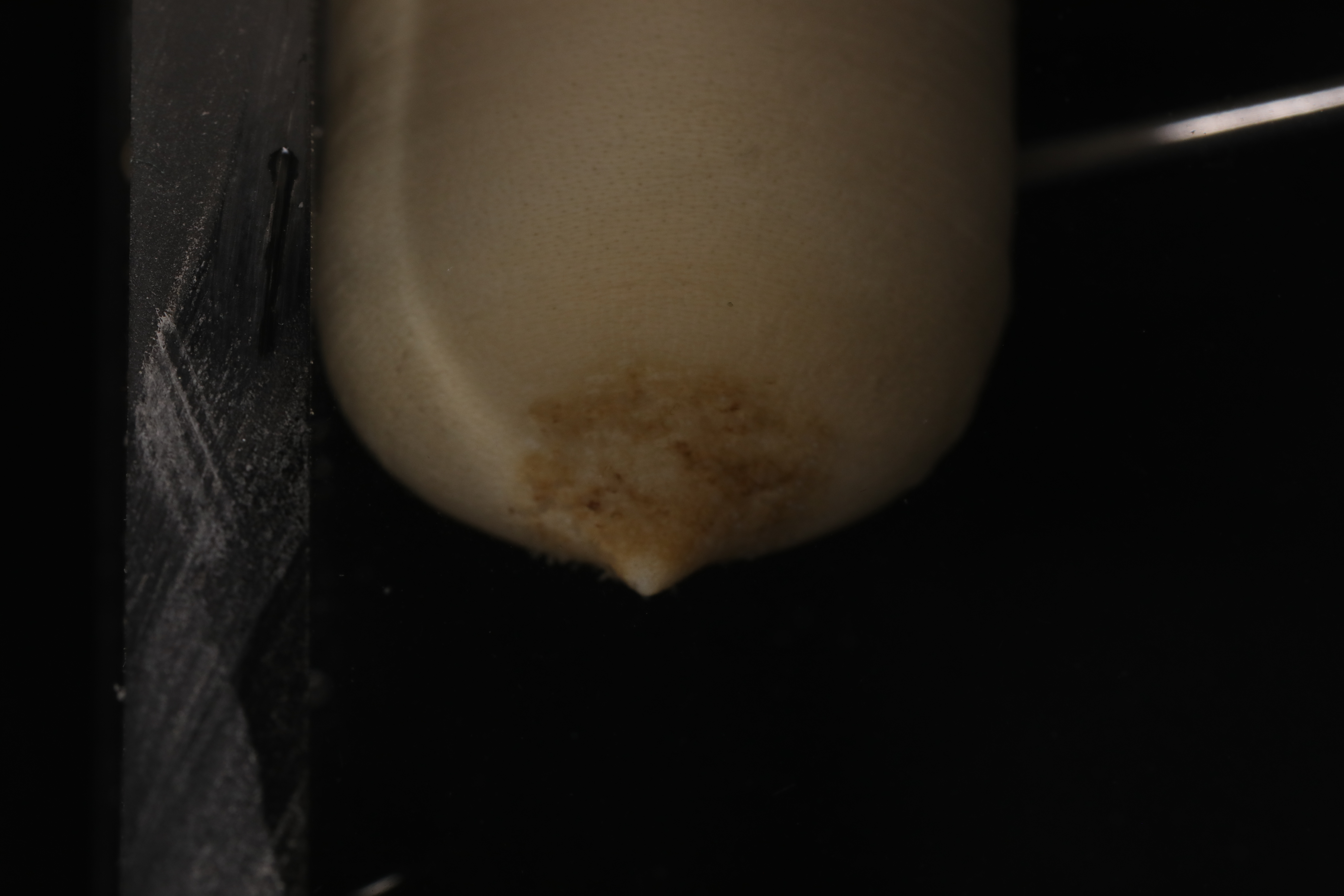 Loxosomella seiryoini