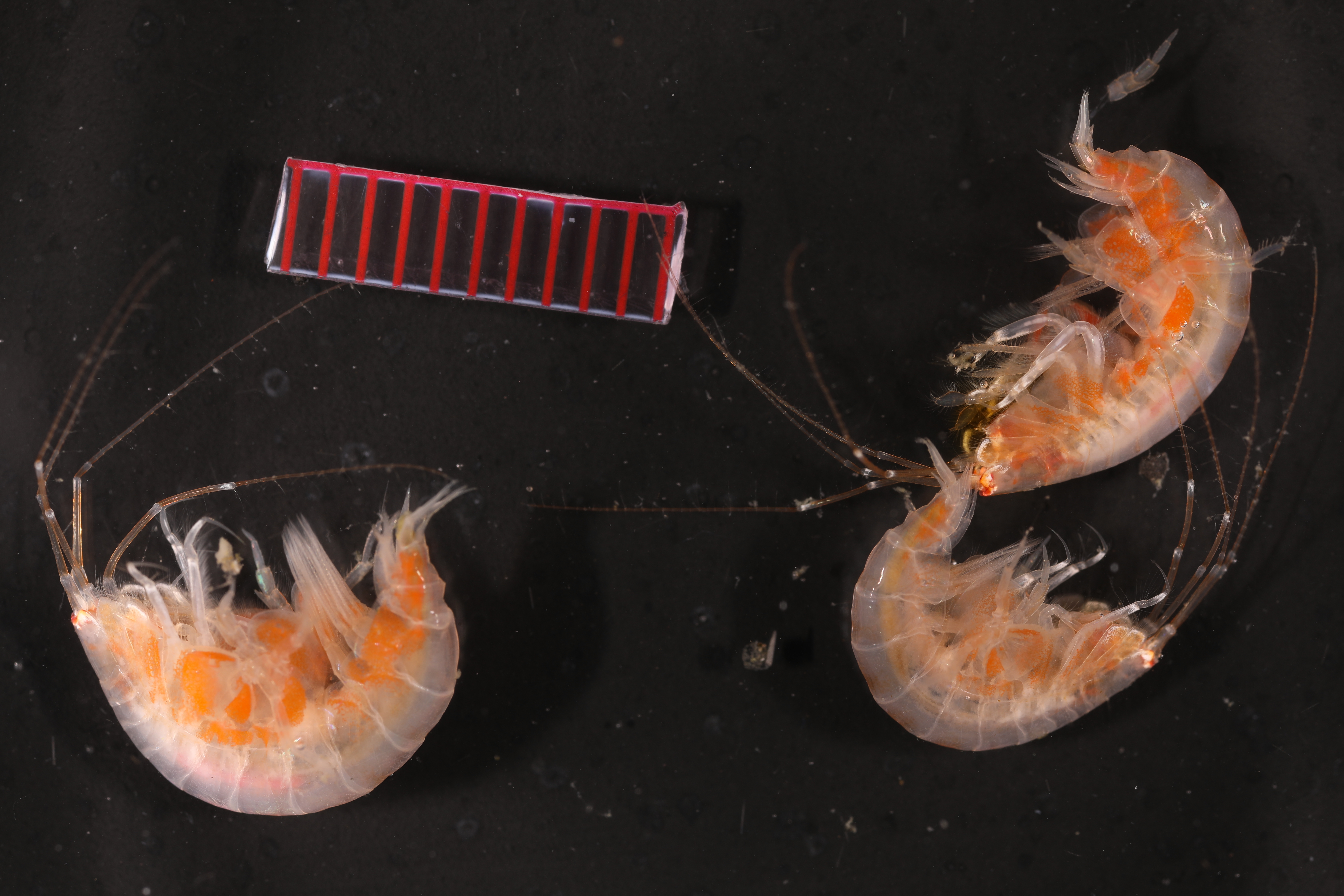Specimen media