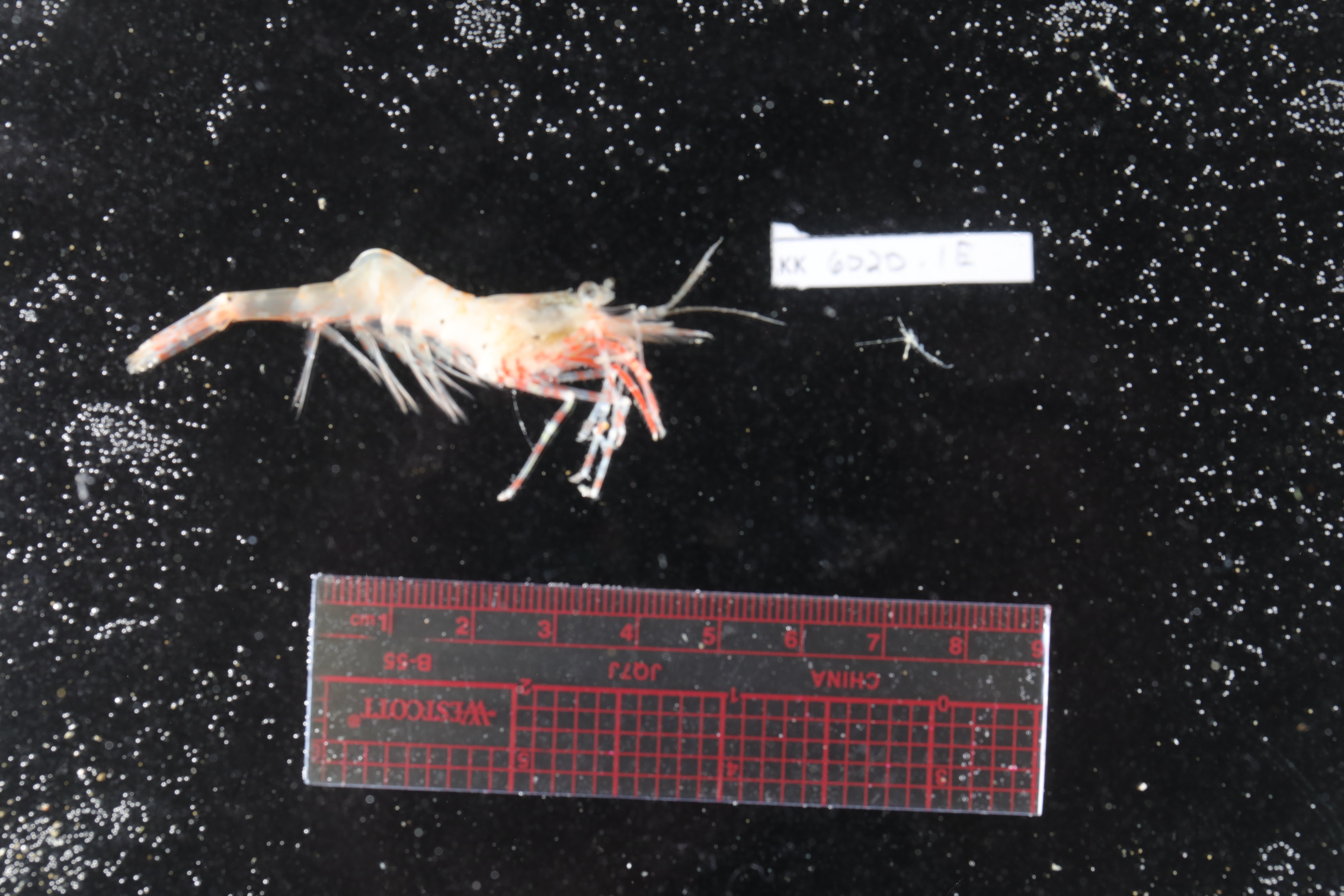 Chorismus antarcticus