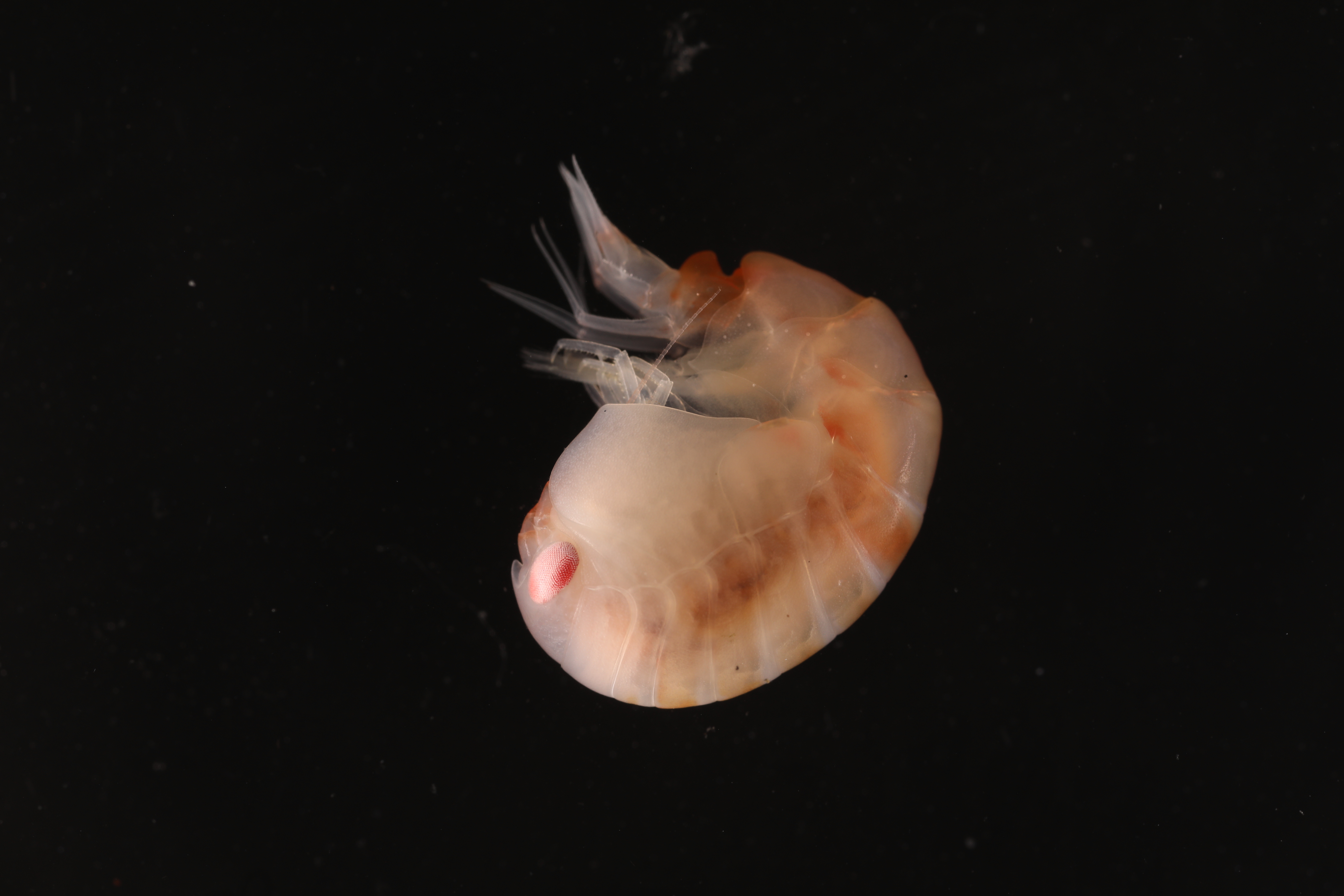 Epimeria walkeri