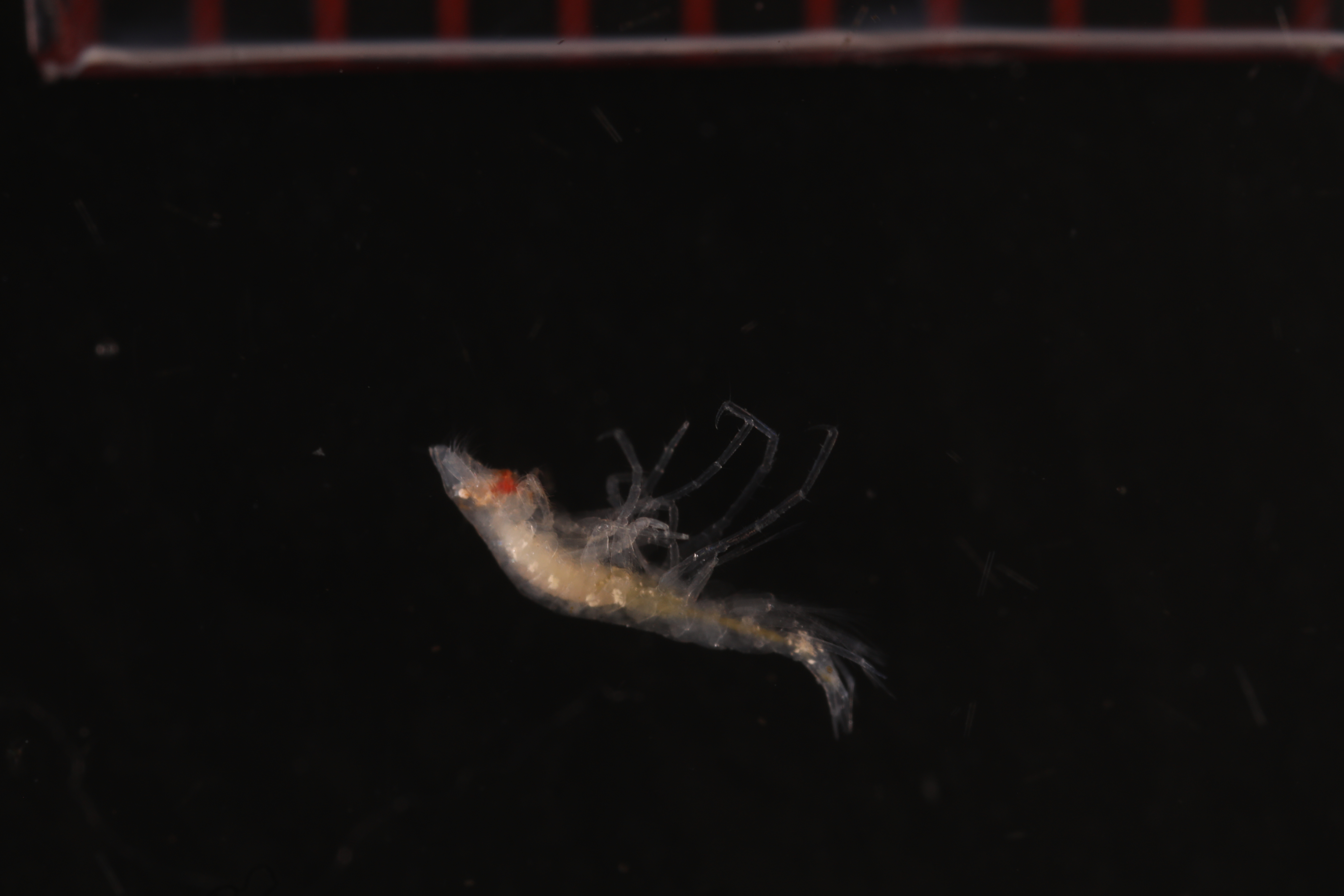Specimen media