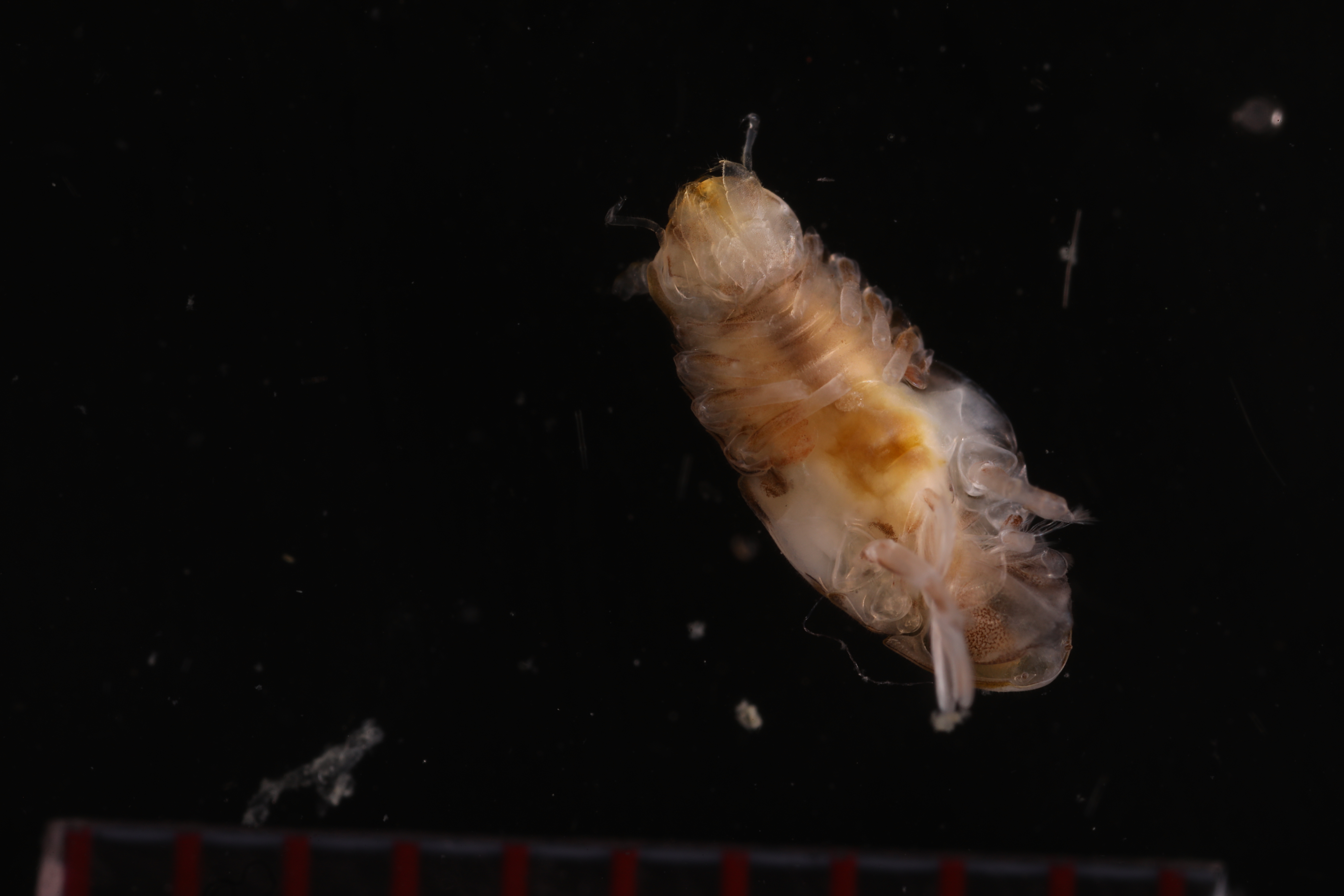 Specimen media