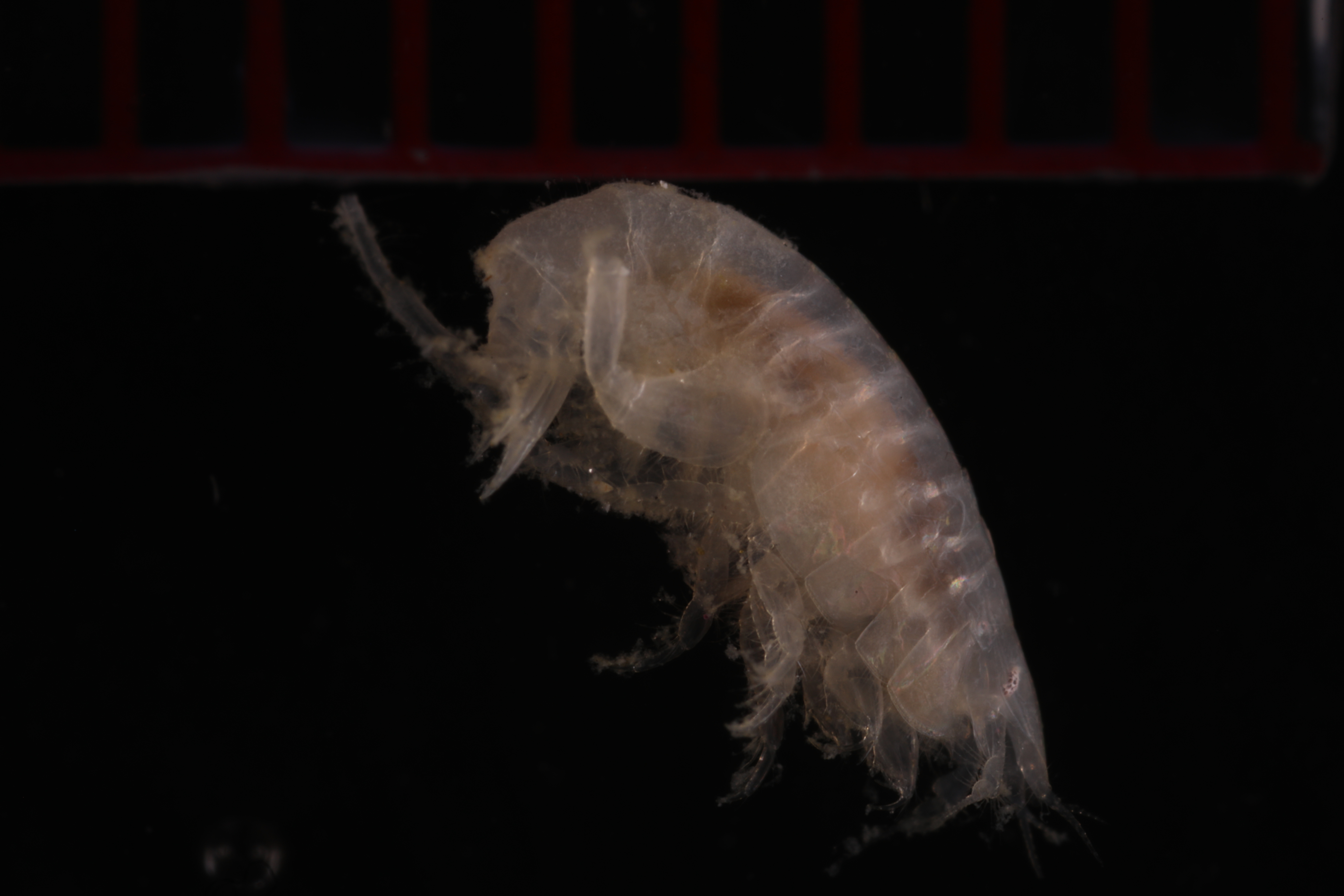 Phoxocephalidae