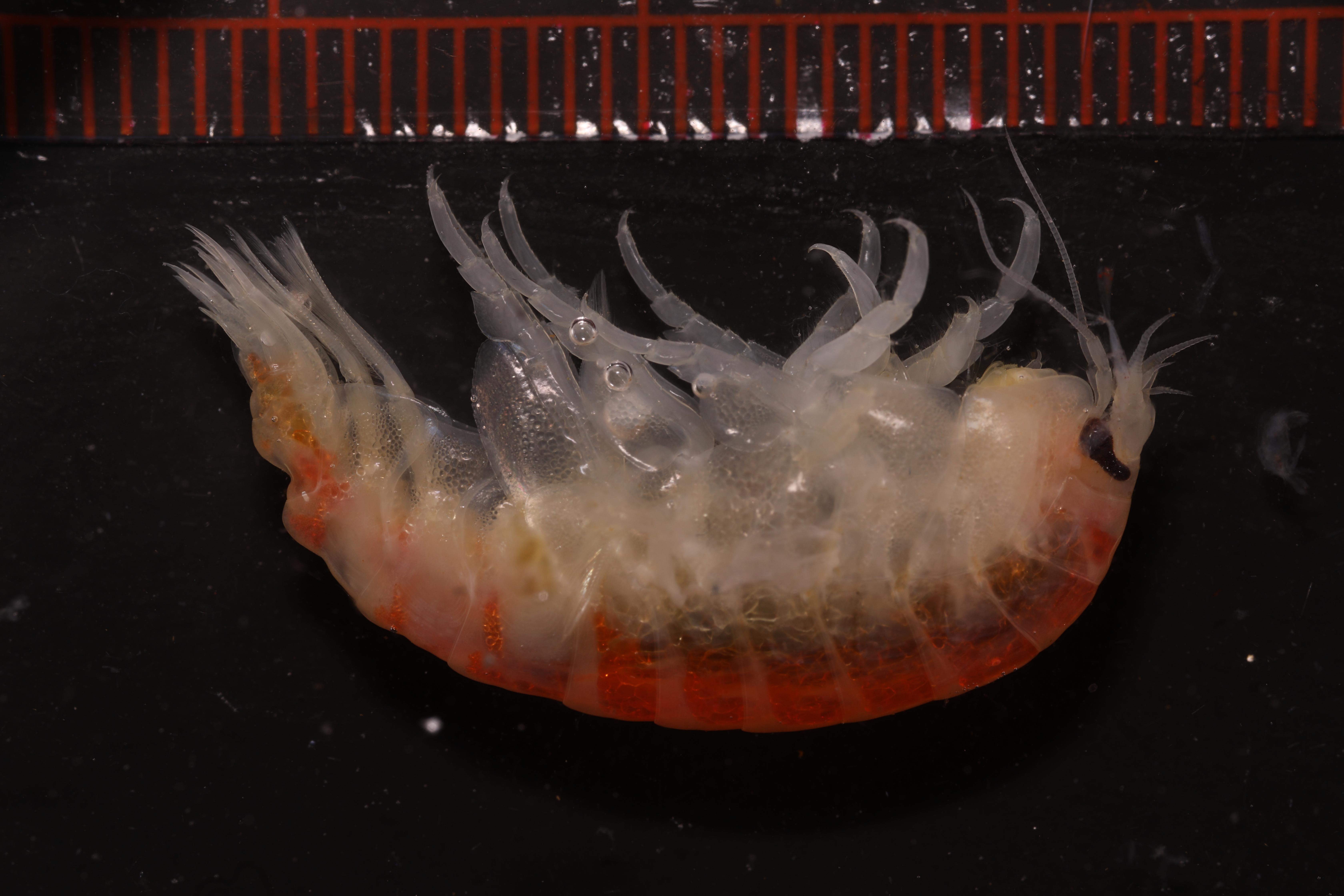 Specimen media