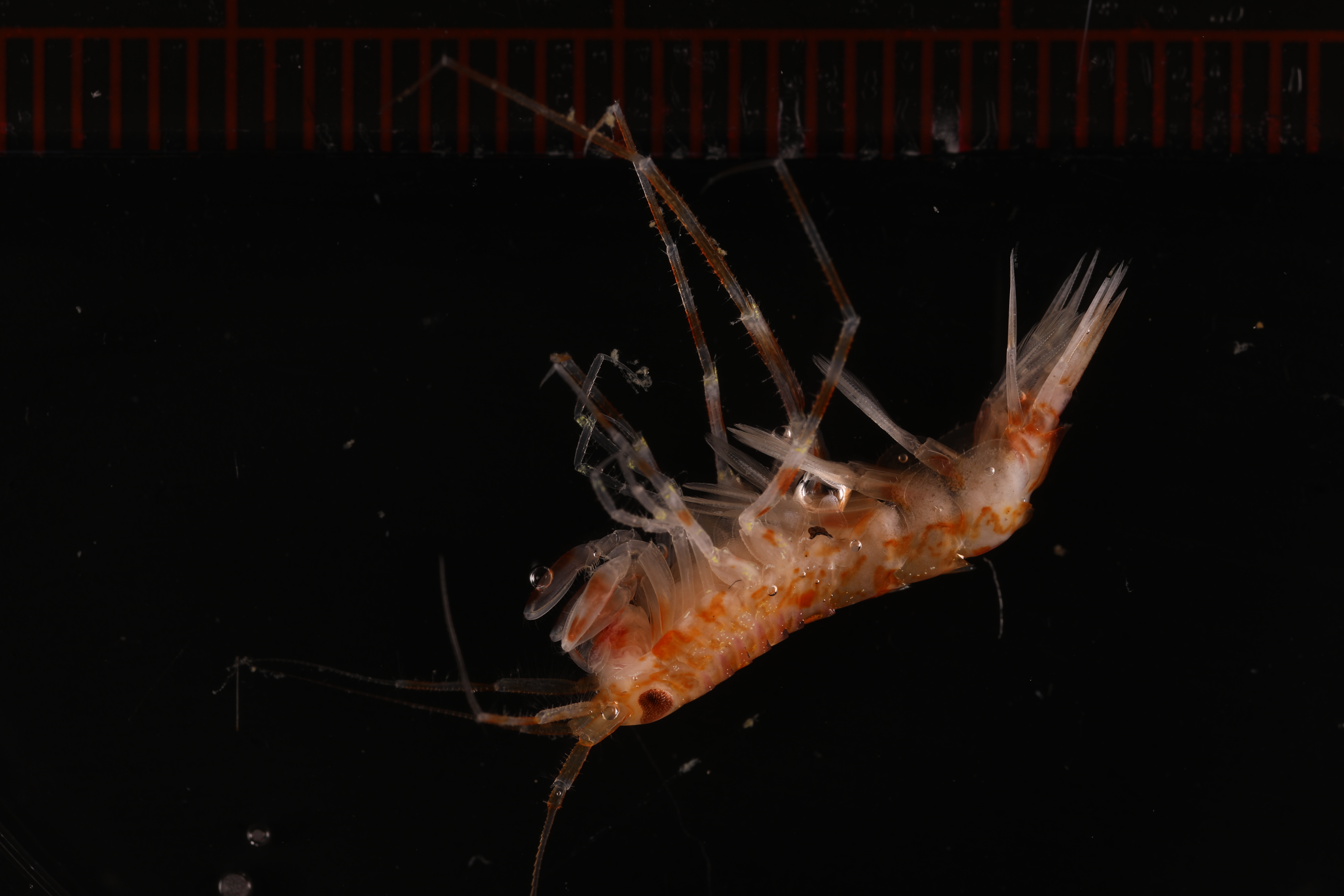Specimen media