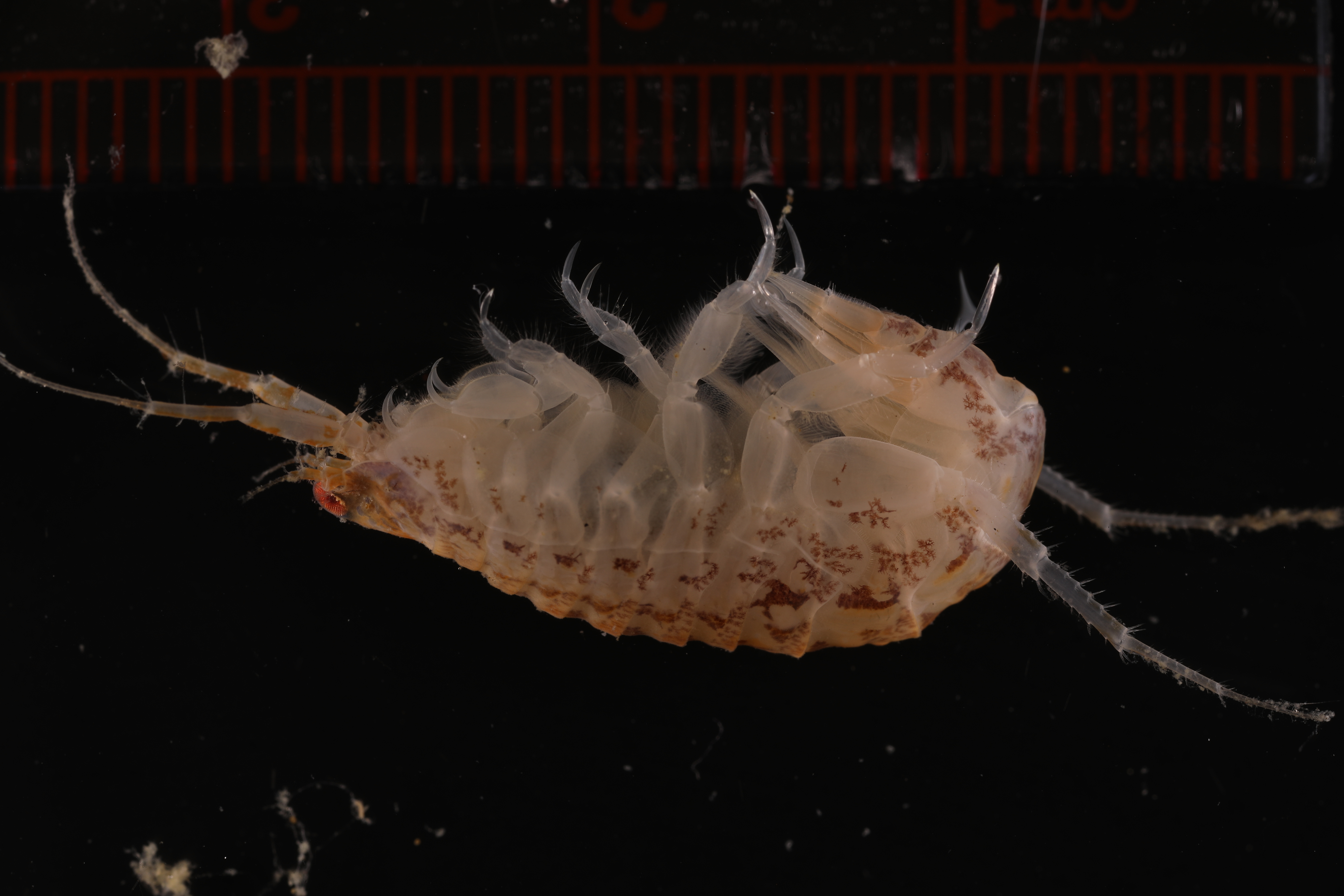 Specimen media