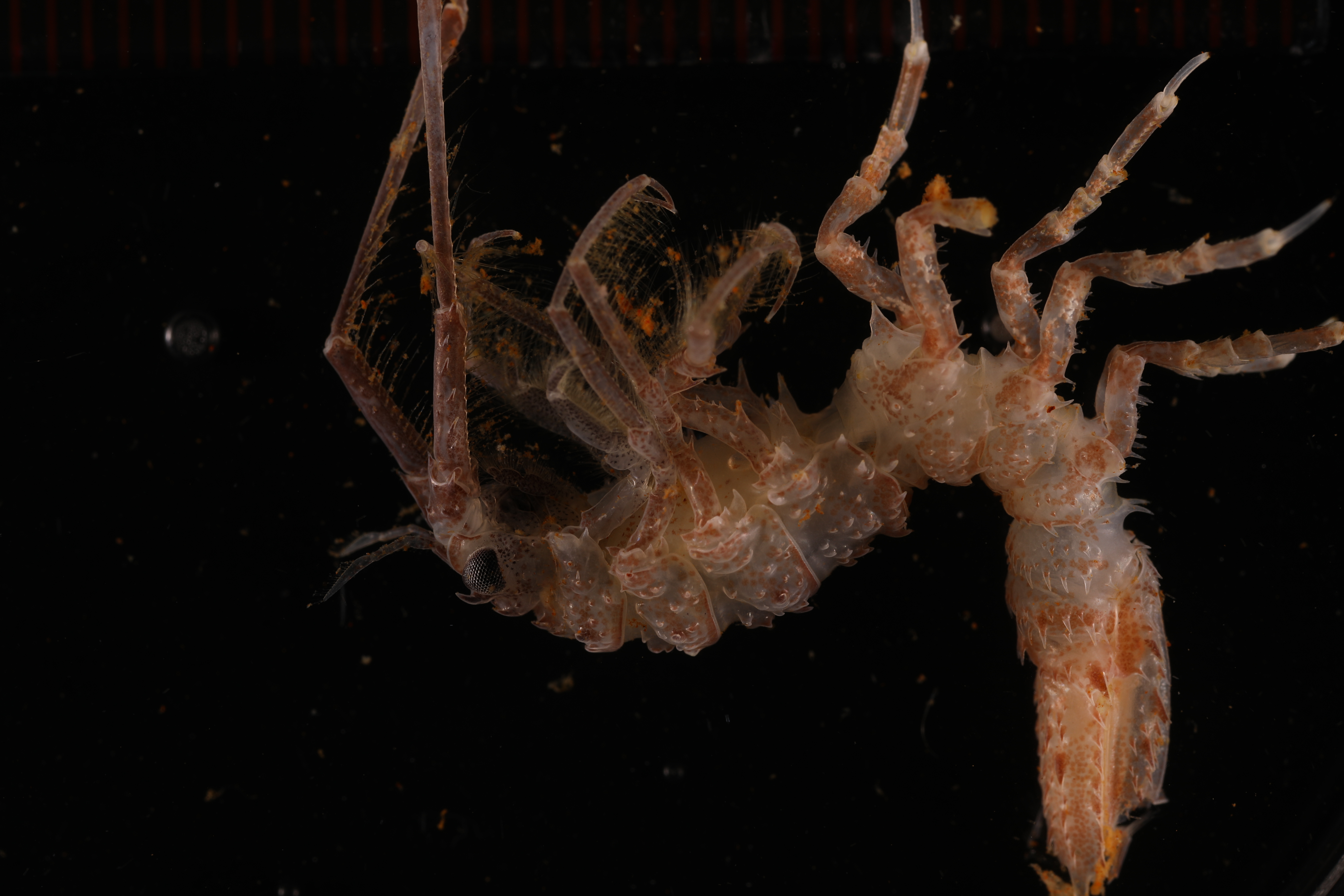 Antarcturus furcatus