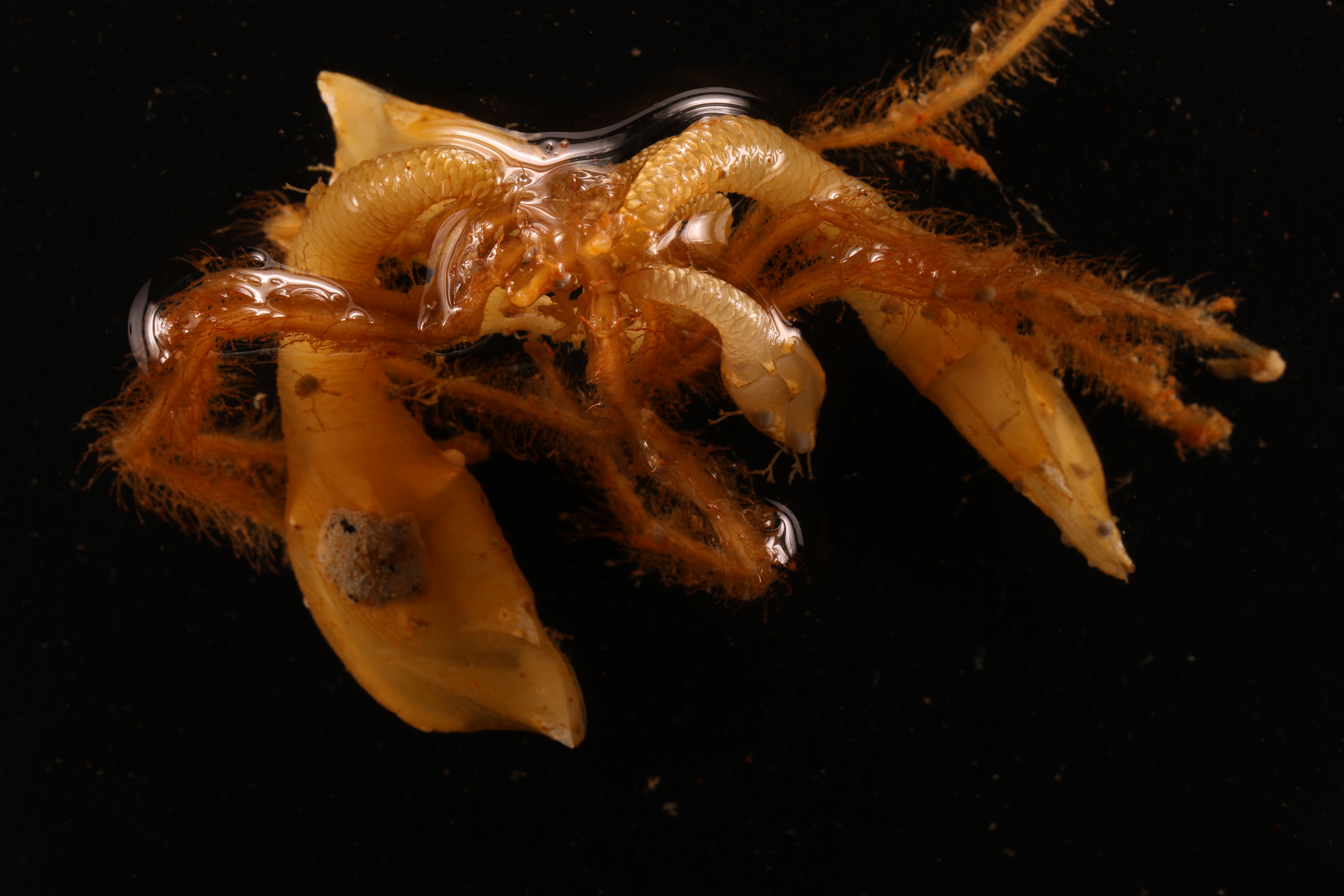 Litoscalpellum aurorae