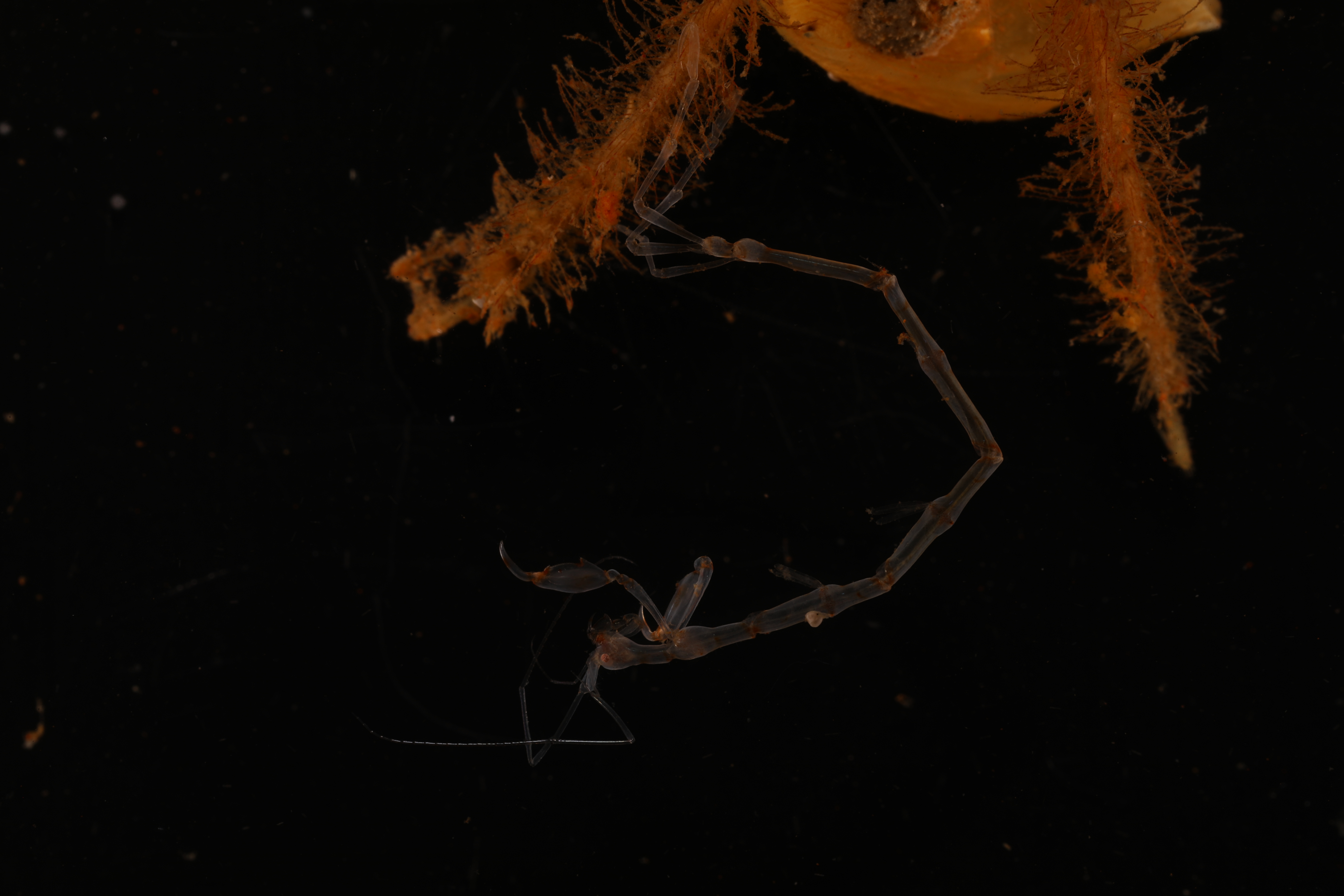 Caprellinoides tristanensis