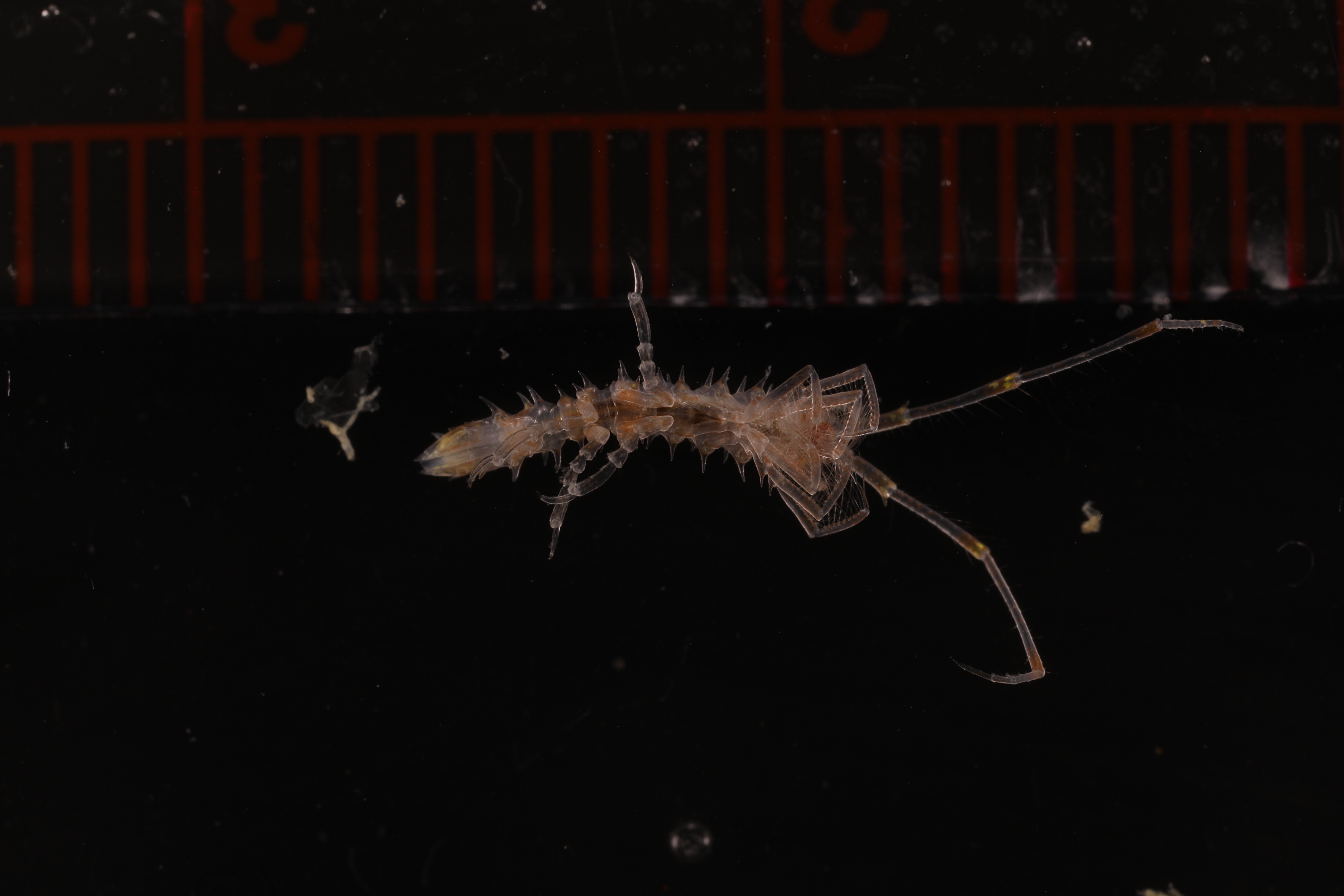 Specimen media