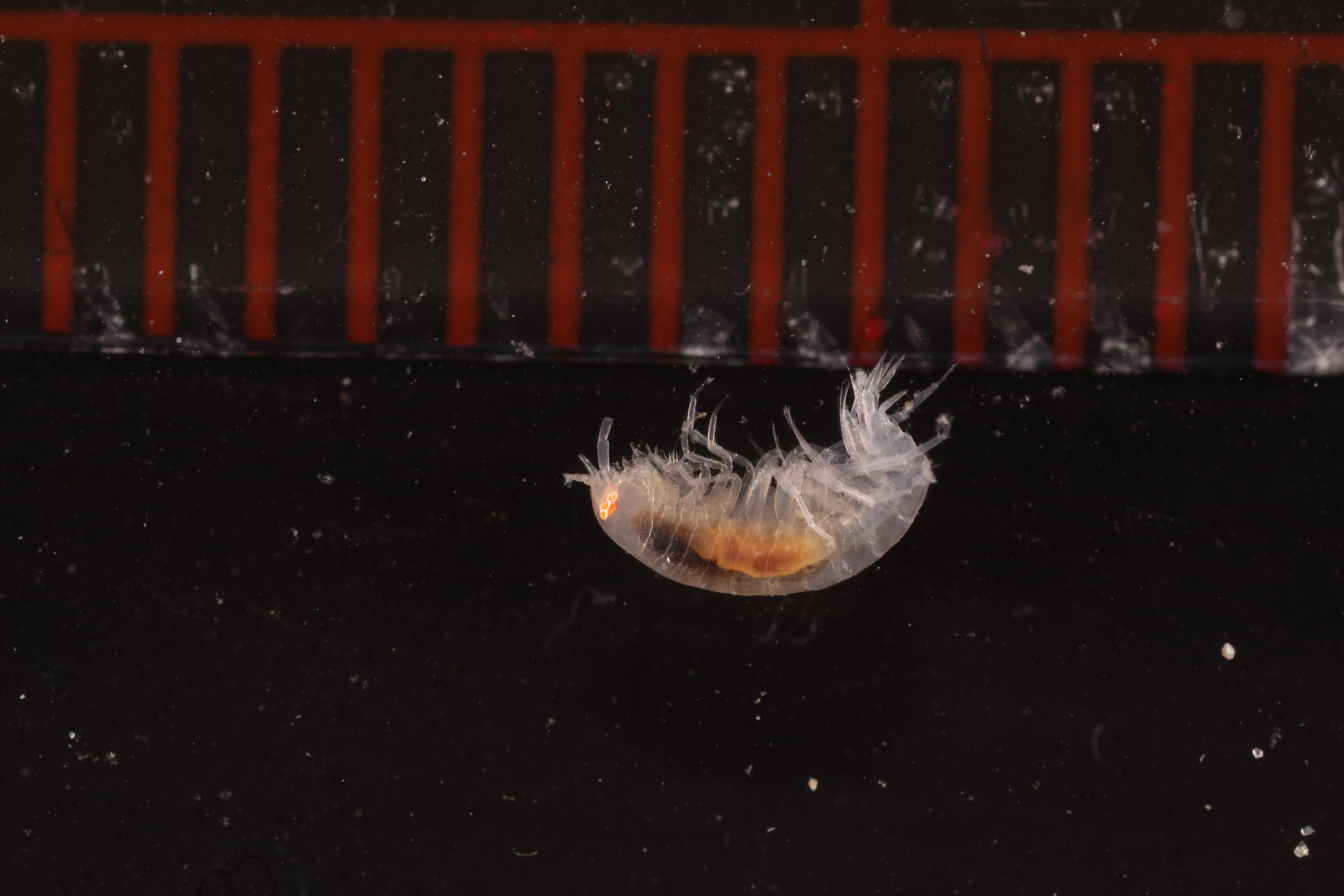 Specimen media
